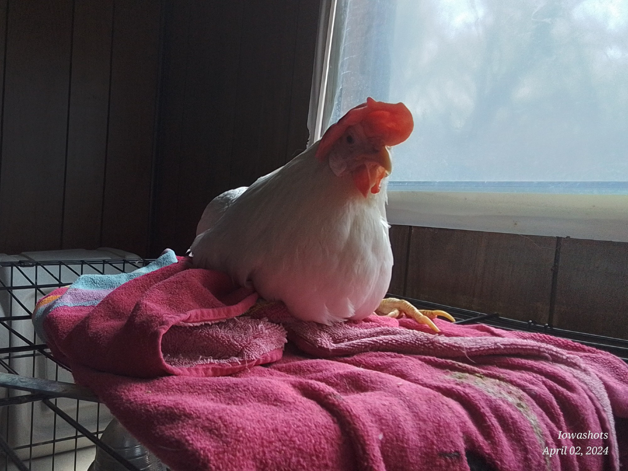 A white leghorn hen is looking out of the window