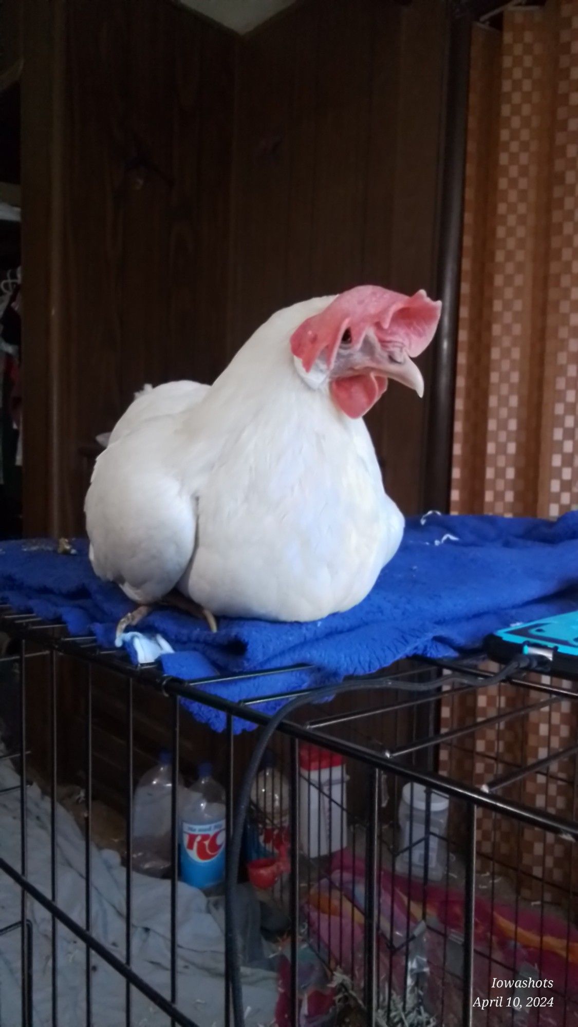 A white leghorn  hen  with a  red floppy  comb