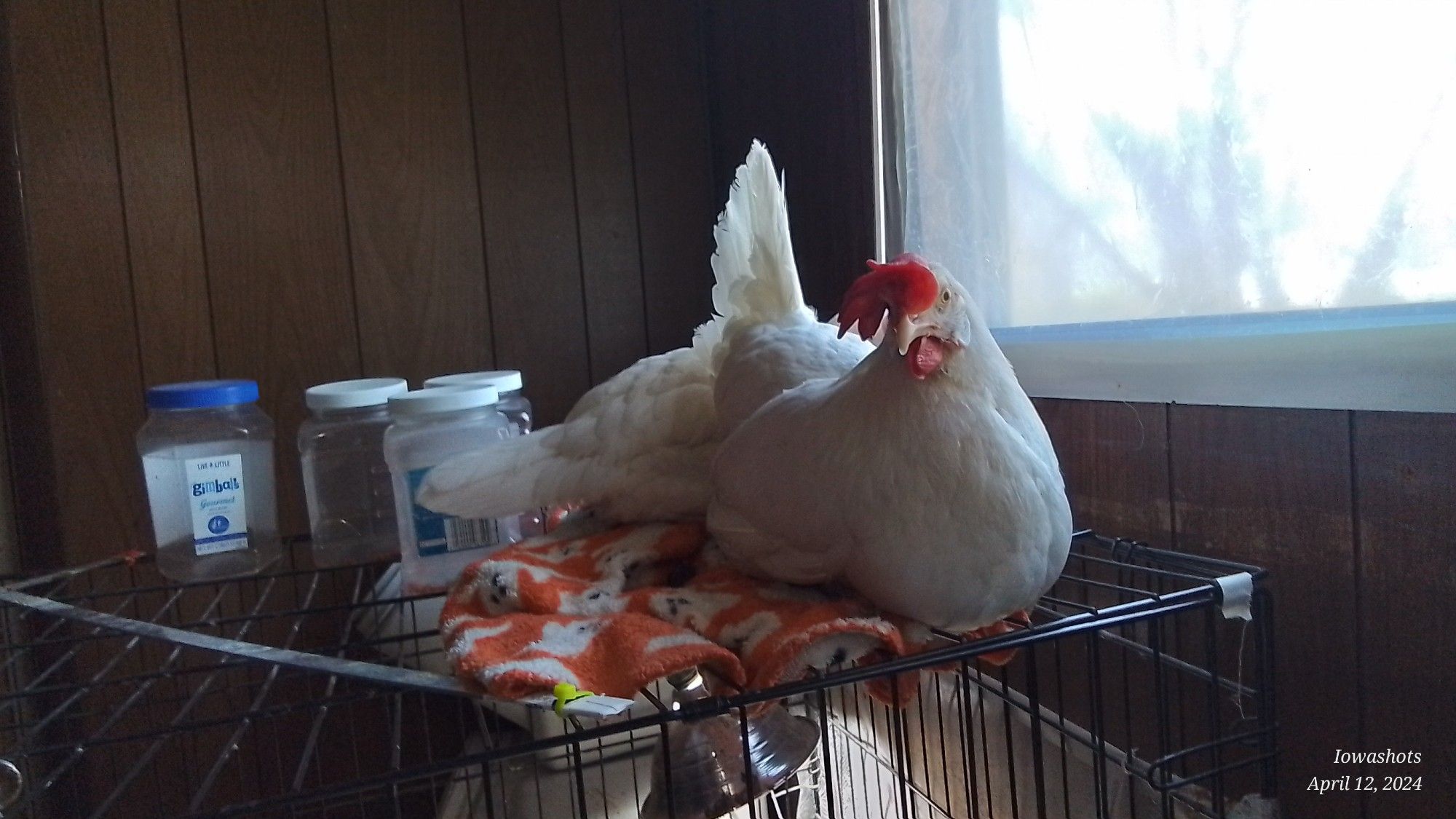 Two white leghorn hens are sitting on a dog crate.