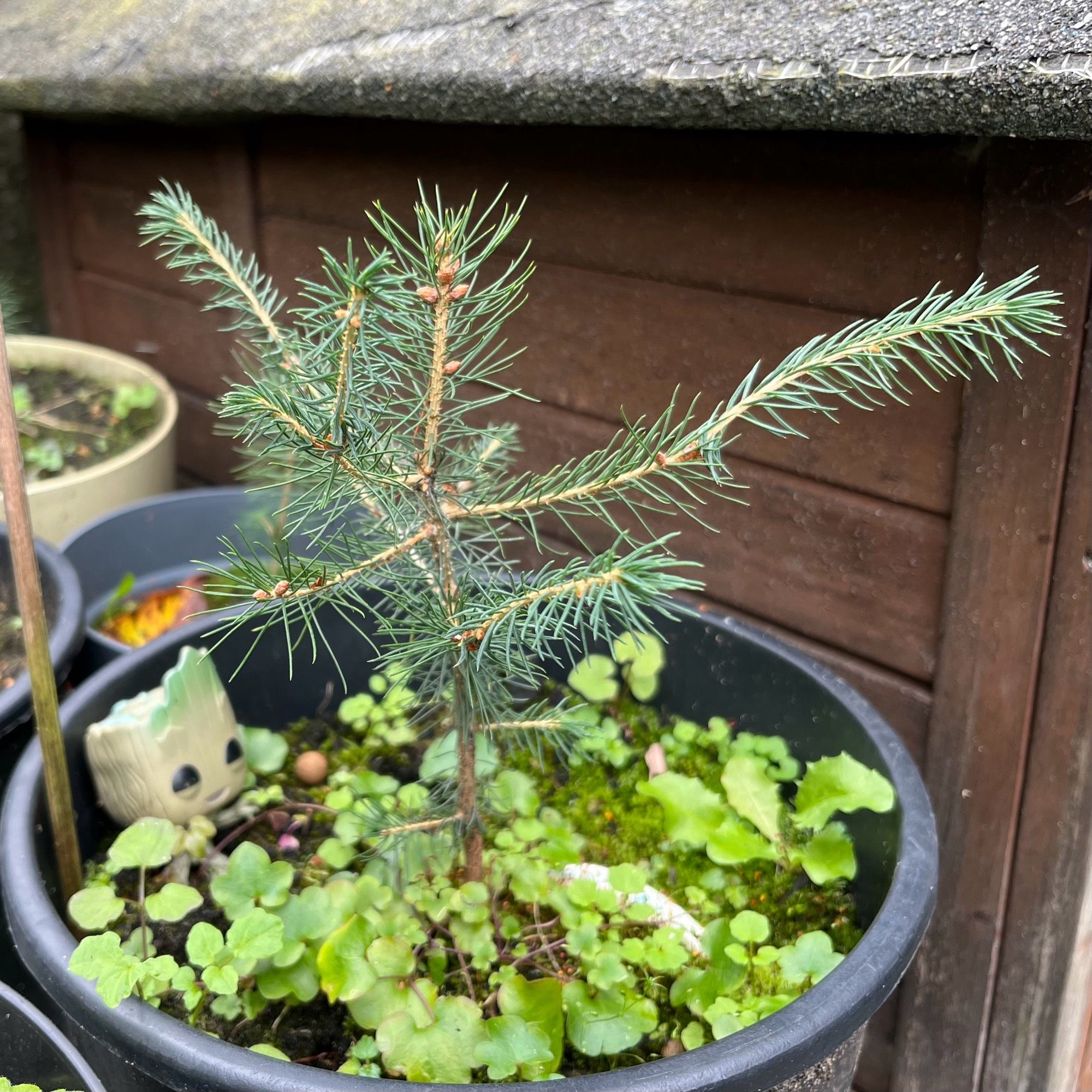 Tweejarige Kerstboom Groot in mijn tuin.