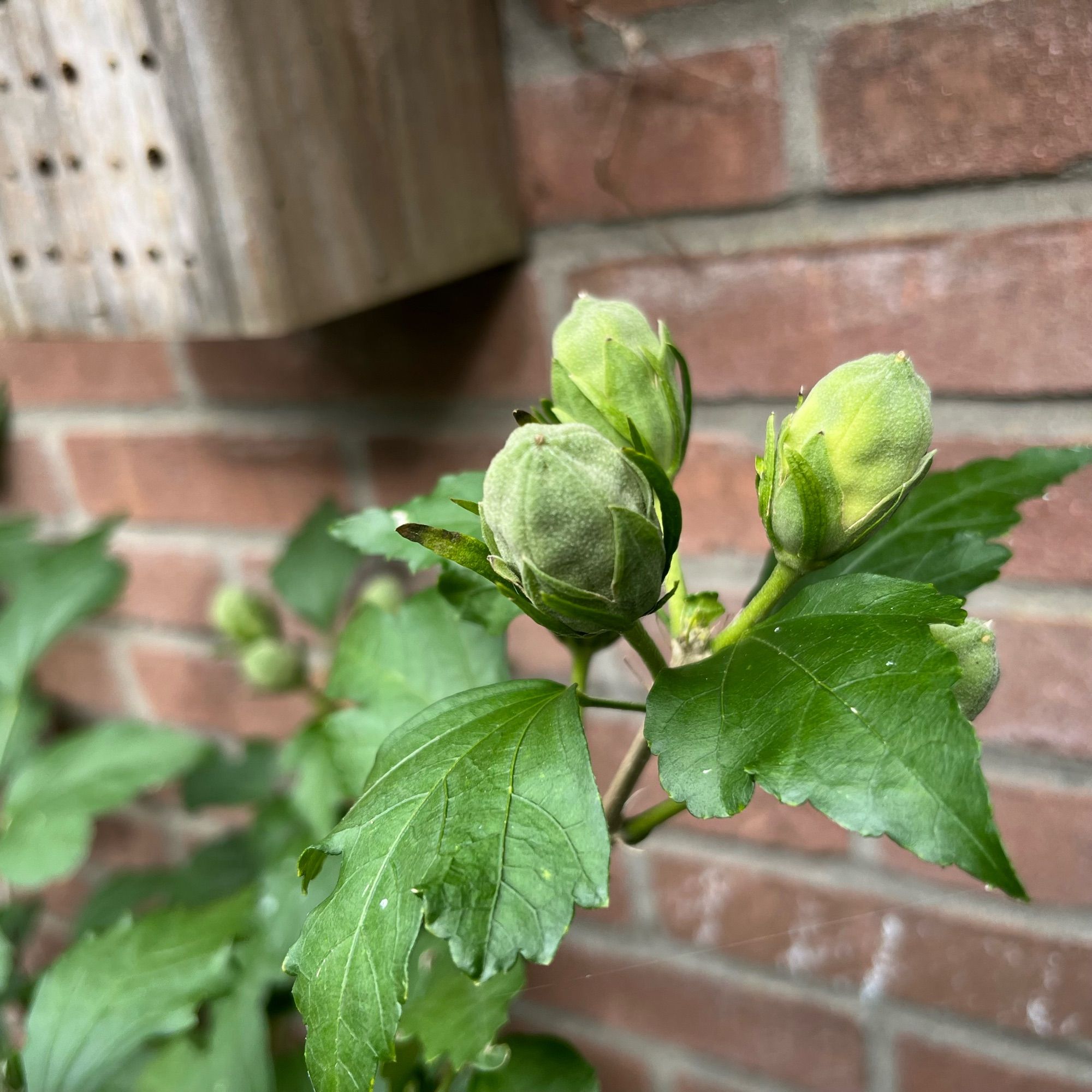 Drie zaadbollen van een Hibiscus in mijn tuin.