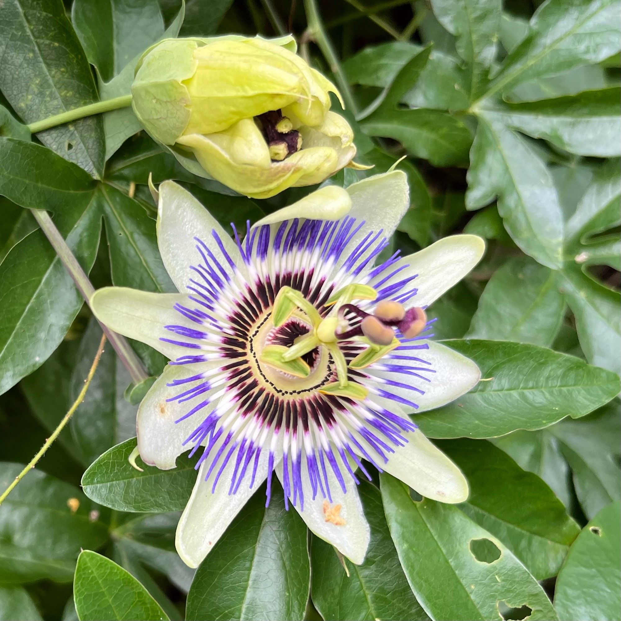 Bloem van de Passievrucht.