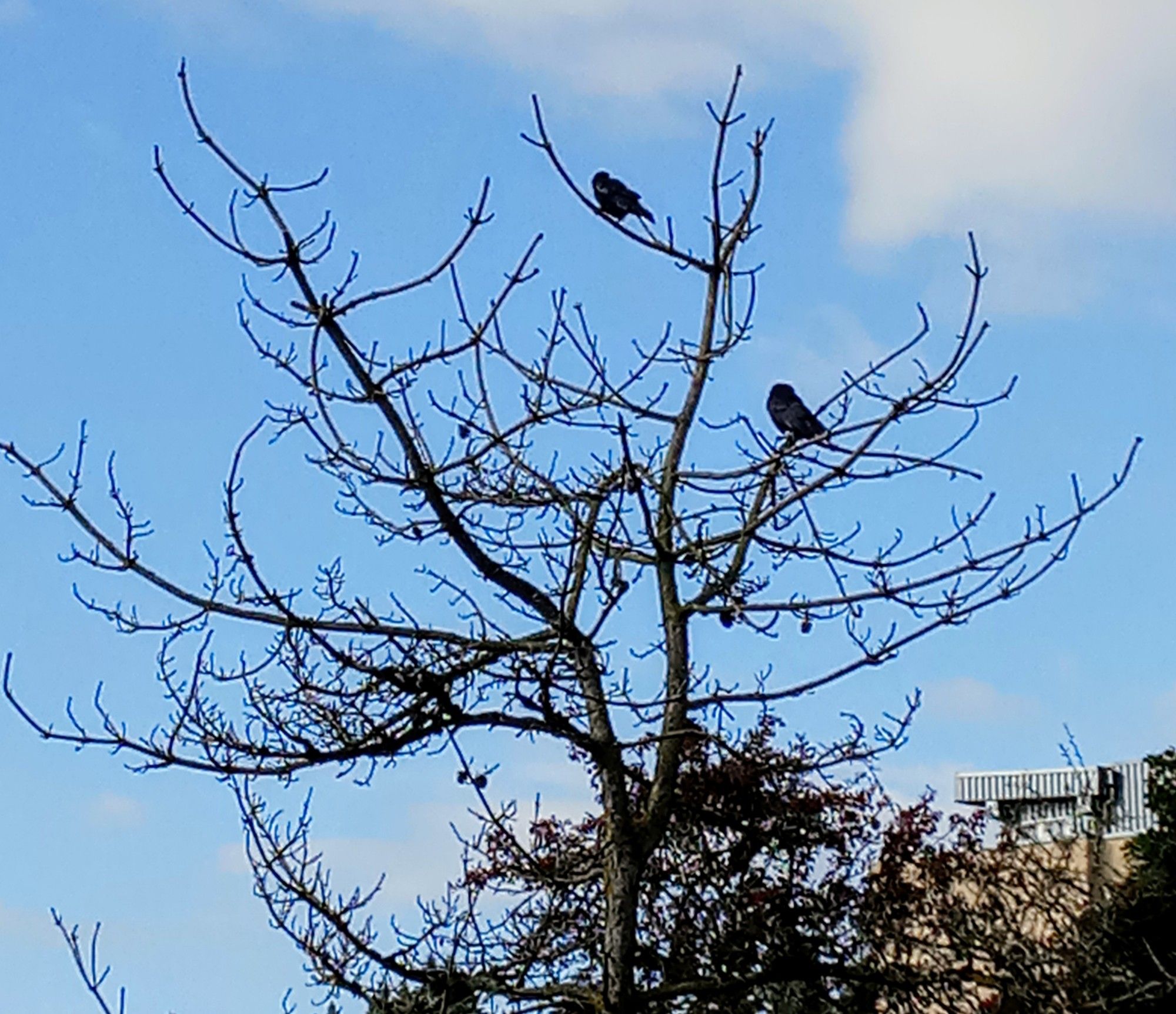 Bare tree with two crows perched on its branches against a blue sky