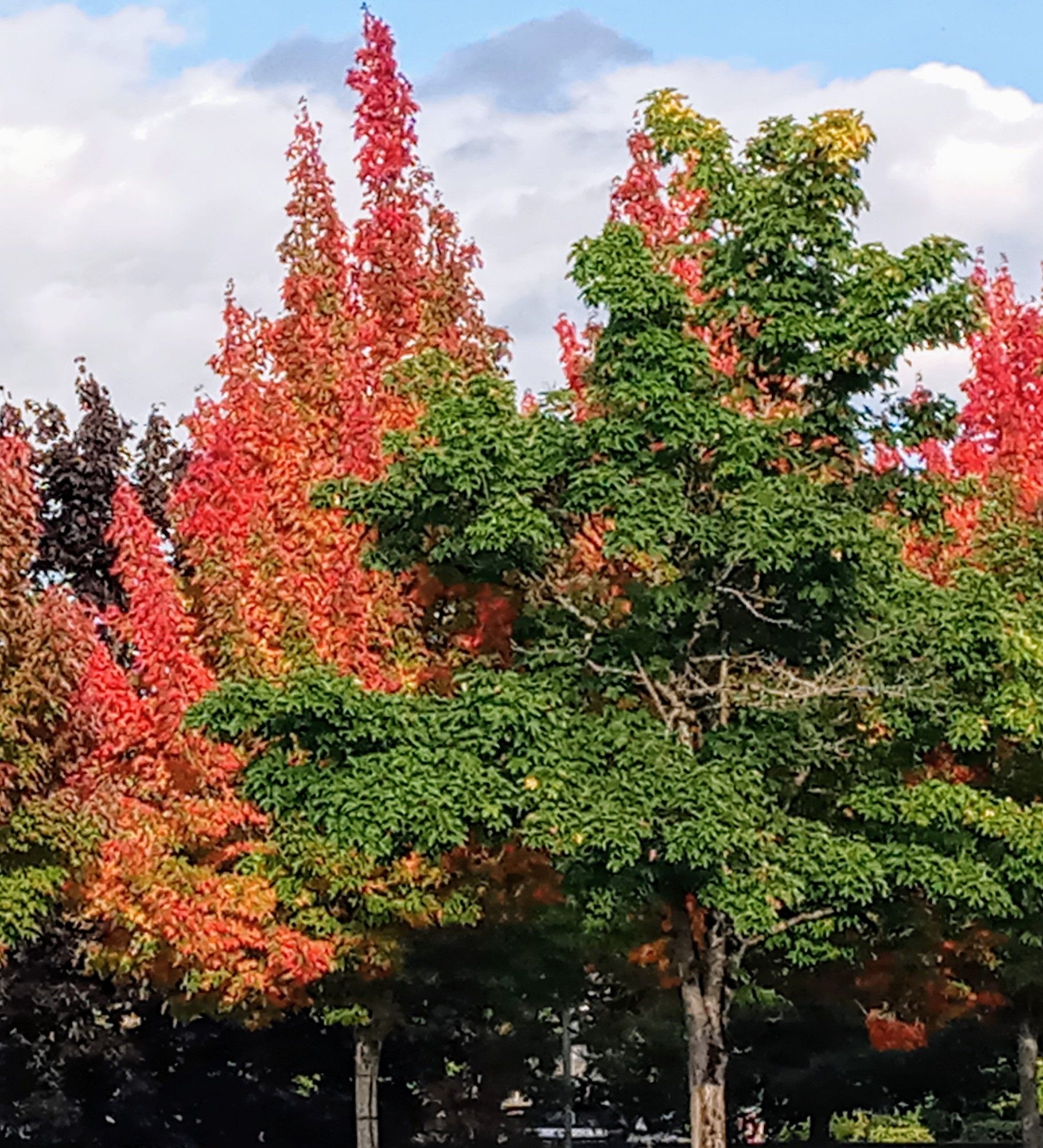 Vibrant fire orange trees with a few green leafed trees