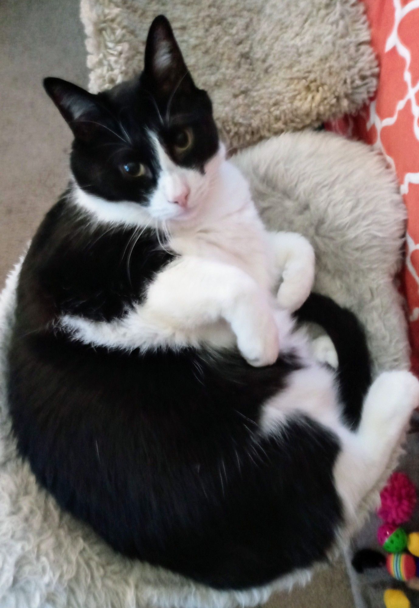 Black and white cat curled in his hammock and looking at the camera