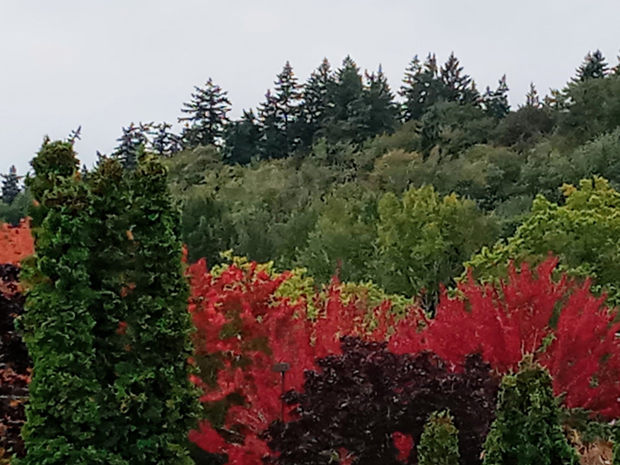 Green trees and a few vibrant red leafed trees