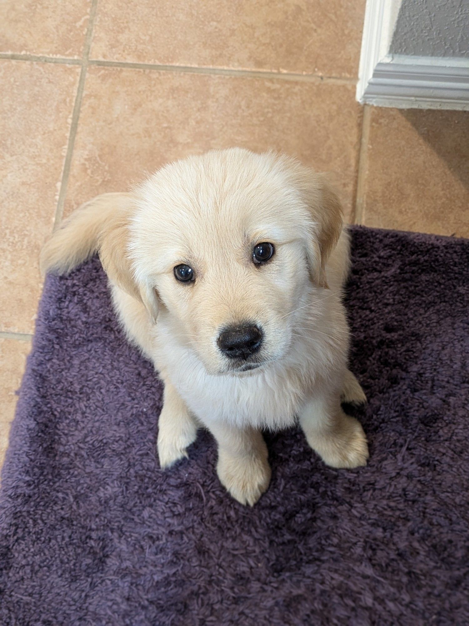 Golden retriever puppy sits on a purple rug.