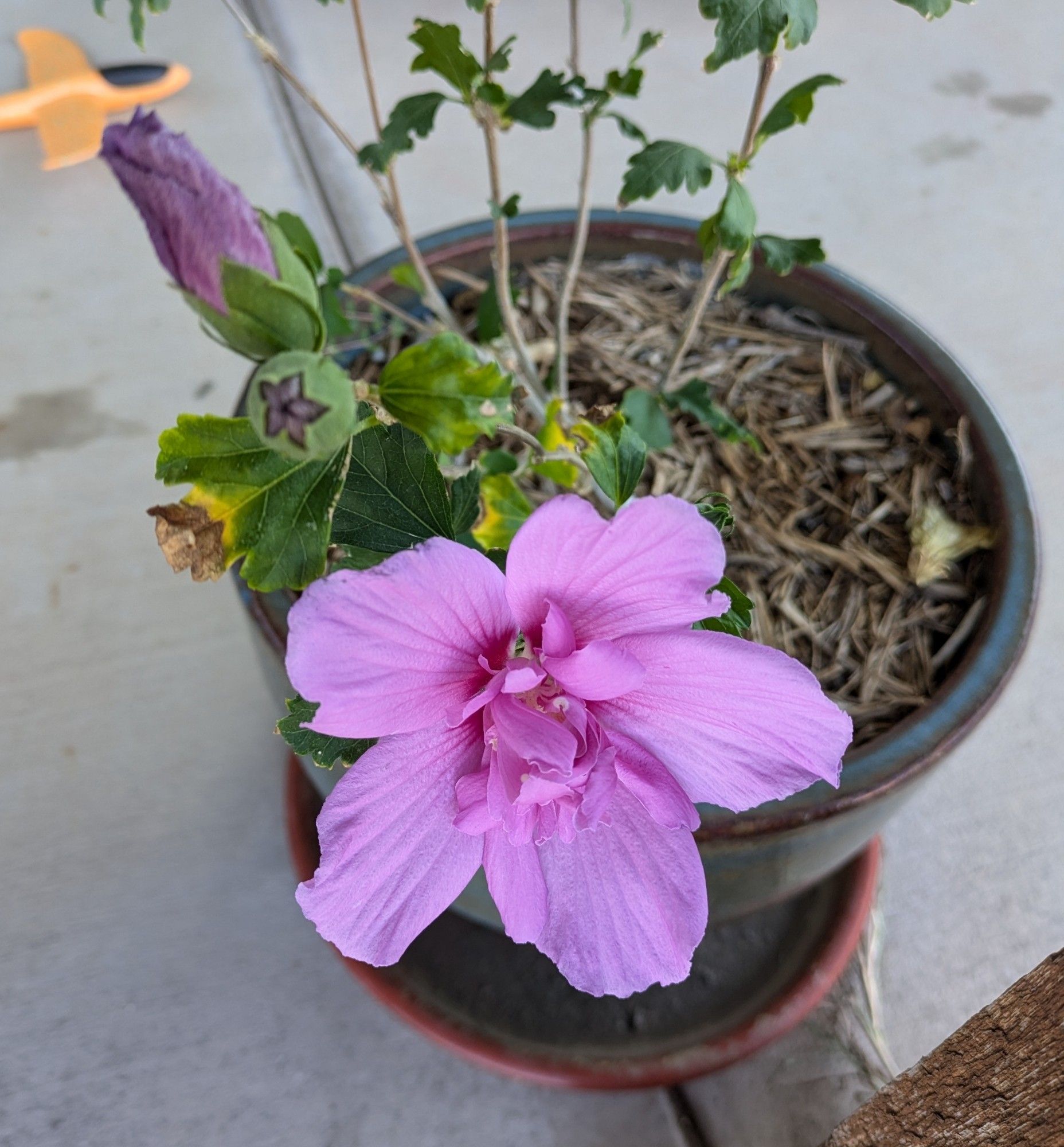 Three purple hibiscus blooms in a pot: the first is newly bloomed, behind it a bud ready to bloom, behind that a closed-up spent bloom