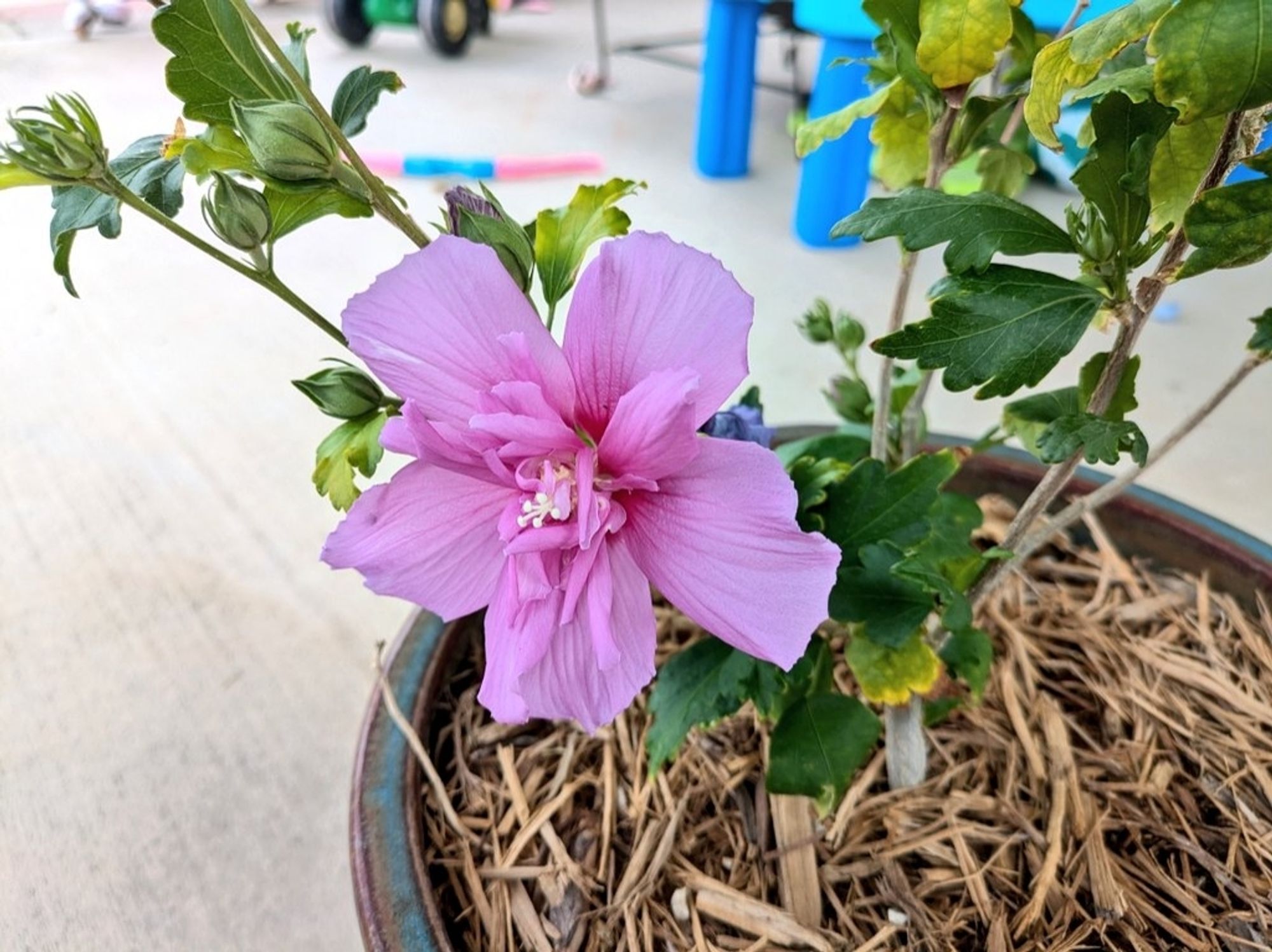 Purple hibiscus bloom in a pot