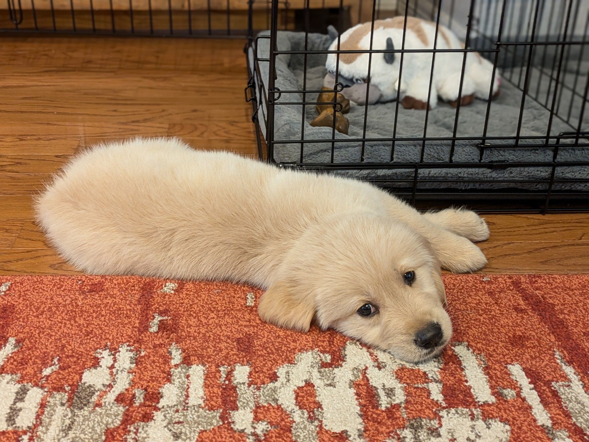 Golden retriever puppy lies in front of a crate that has a bone and a stuffed animal sky bison in it. His eyes are looking at the camera in a "why is my nap being disturbed" way.