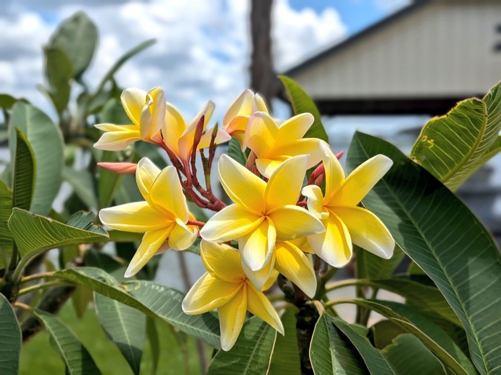 A cluster of yellow-pink plumerias surrounded by green leaves