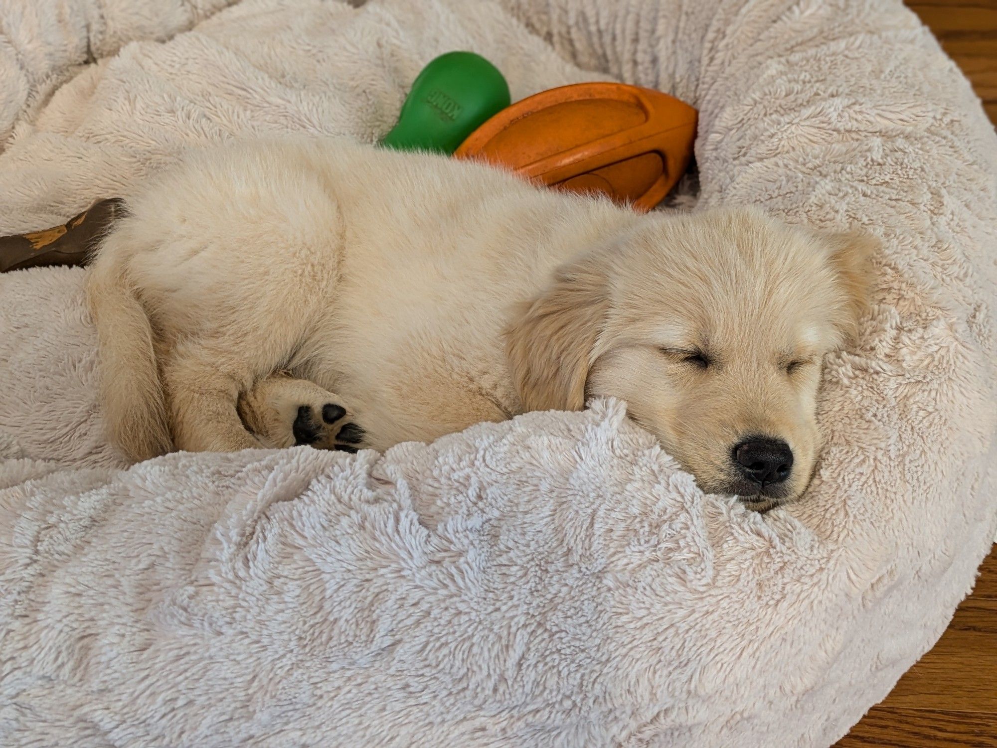 Golden retriever puppy sleeping in a pink donut bed