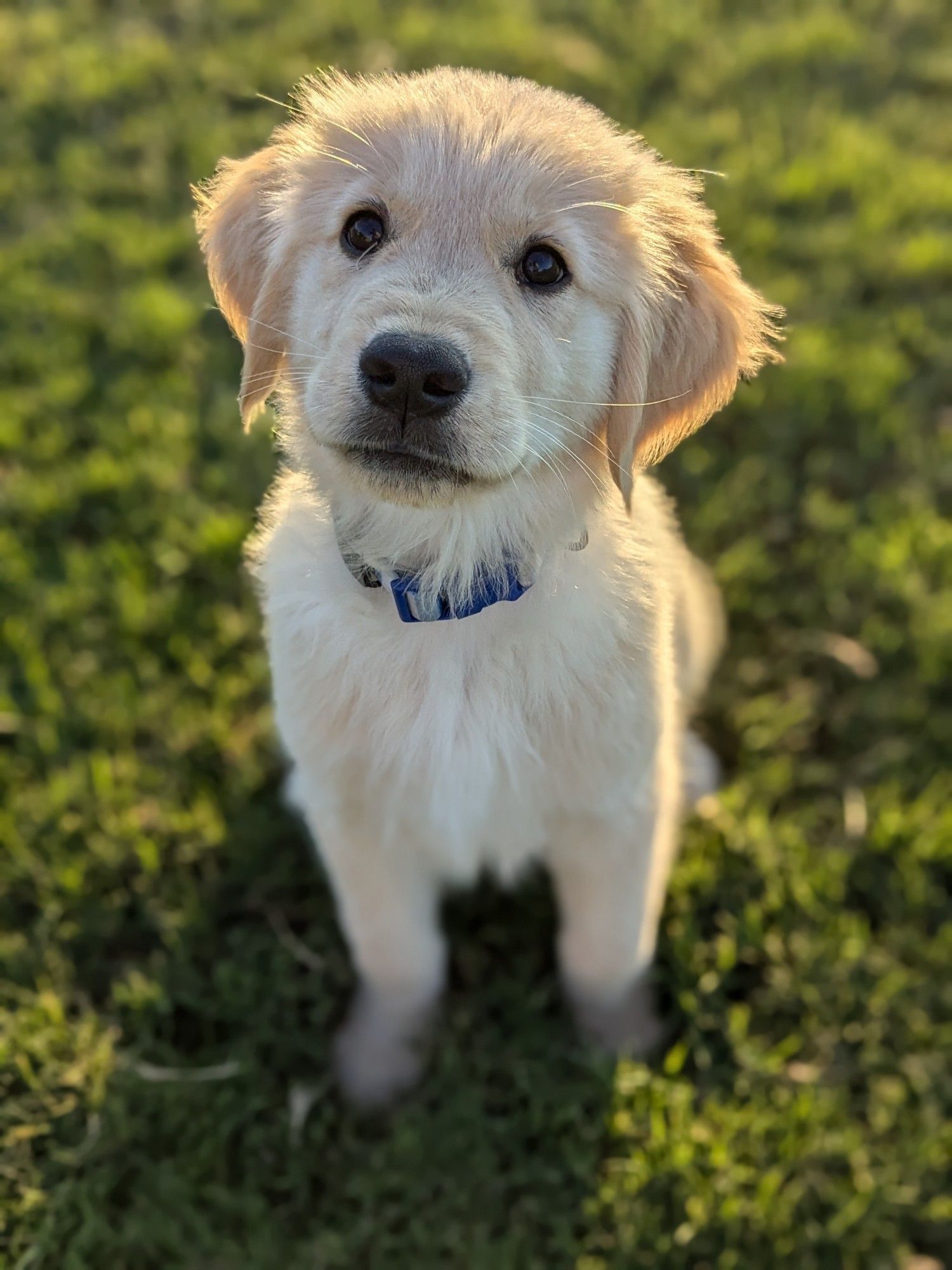 A golden retriever puppy looks up in a hopeful expression. The sun is behind him lighting him in a majestic way.