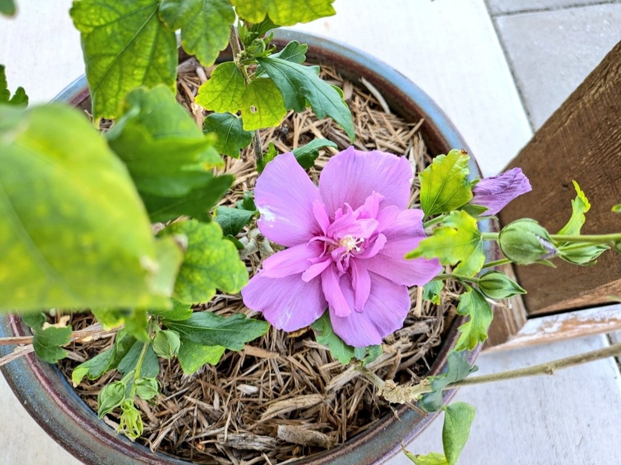 Purple hibiscus bloom in a pot