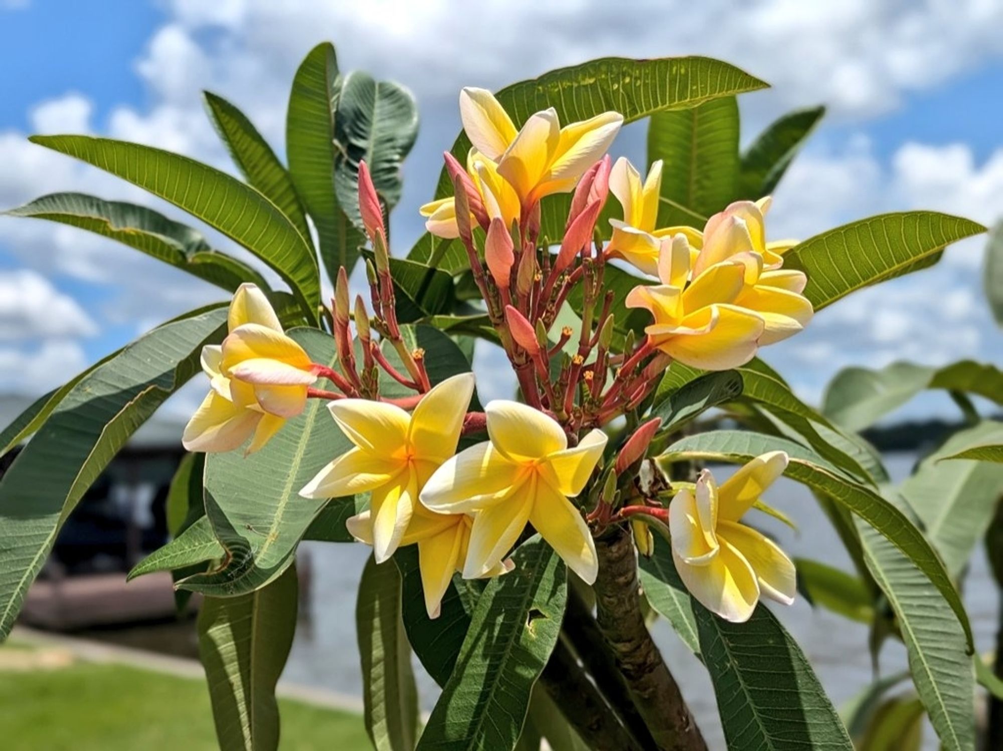 A cluster of yellow-pink plumerias surrounded by green leaves