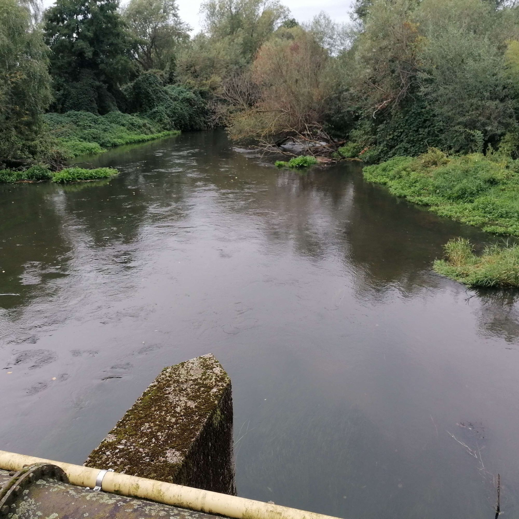 Blick auf einen grün zugewucherten Fluss mit einer umgestürzten, aber lebenden, Weide. Im Vordergrund Rohre und ein spitzer Betonbrückenpfeiler.