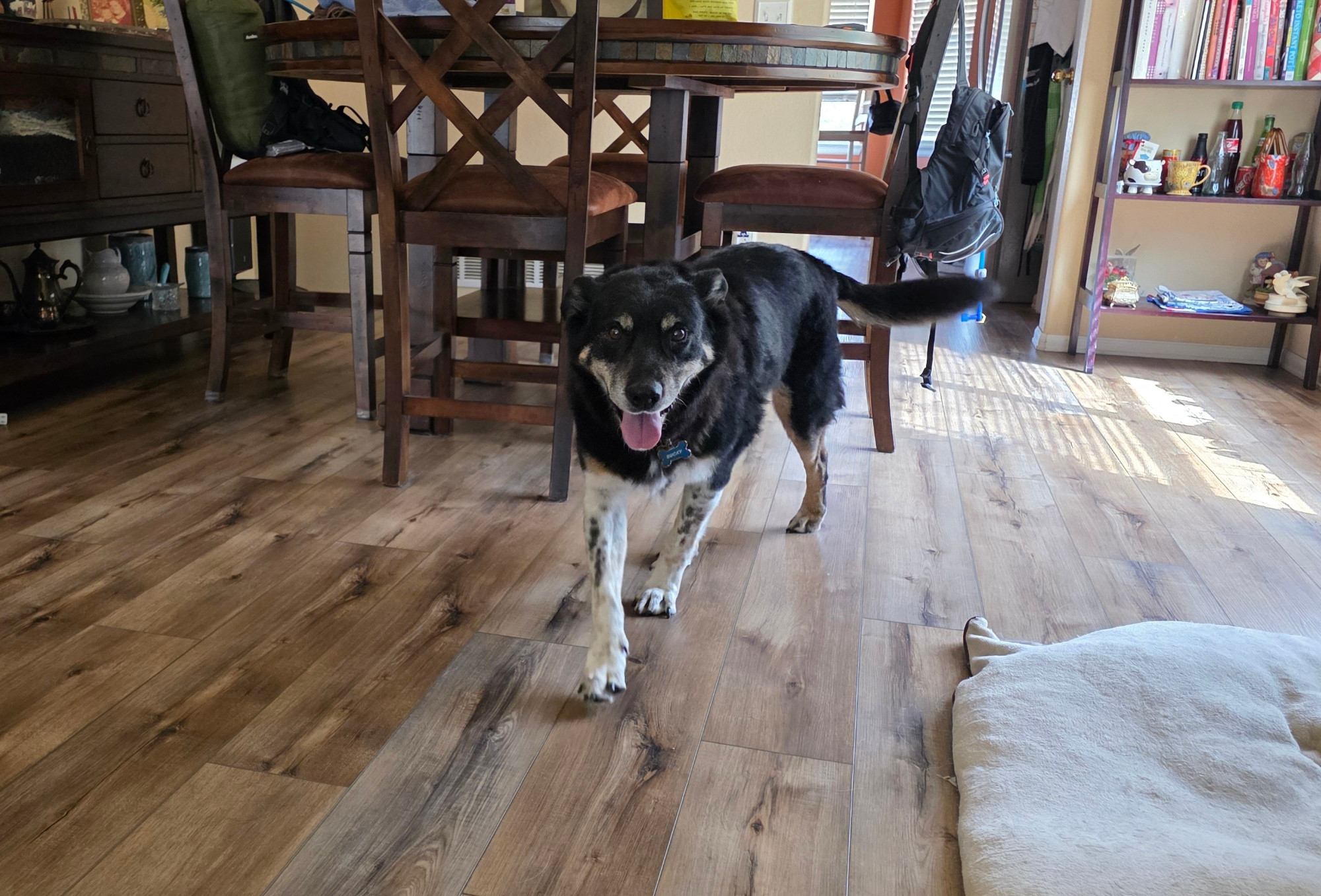 A brown and tan dog exploring his new home.