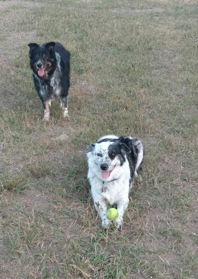 Hondo & Luna at the park.  Luna is showing off a tennis ball that she found.