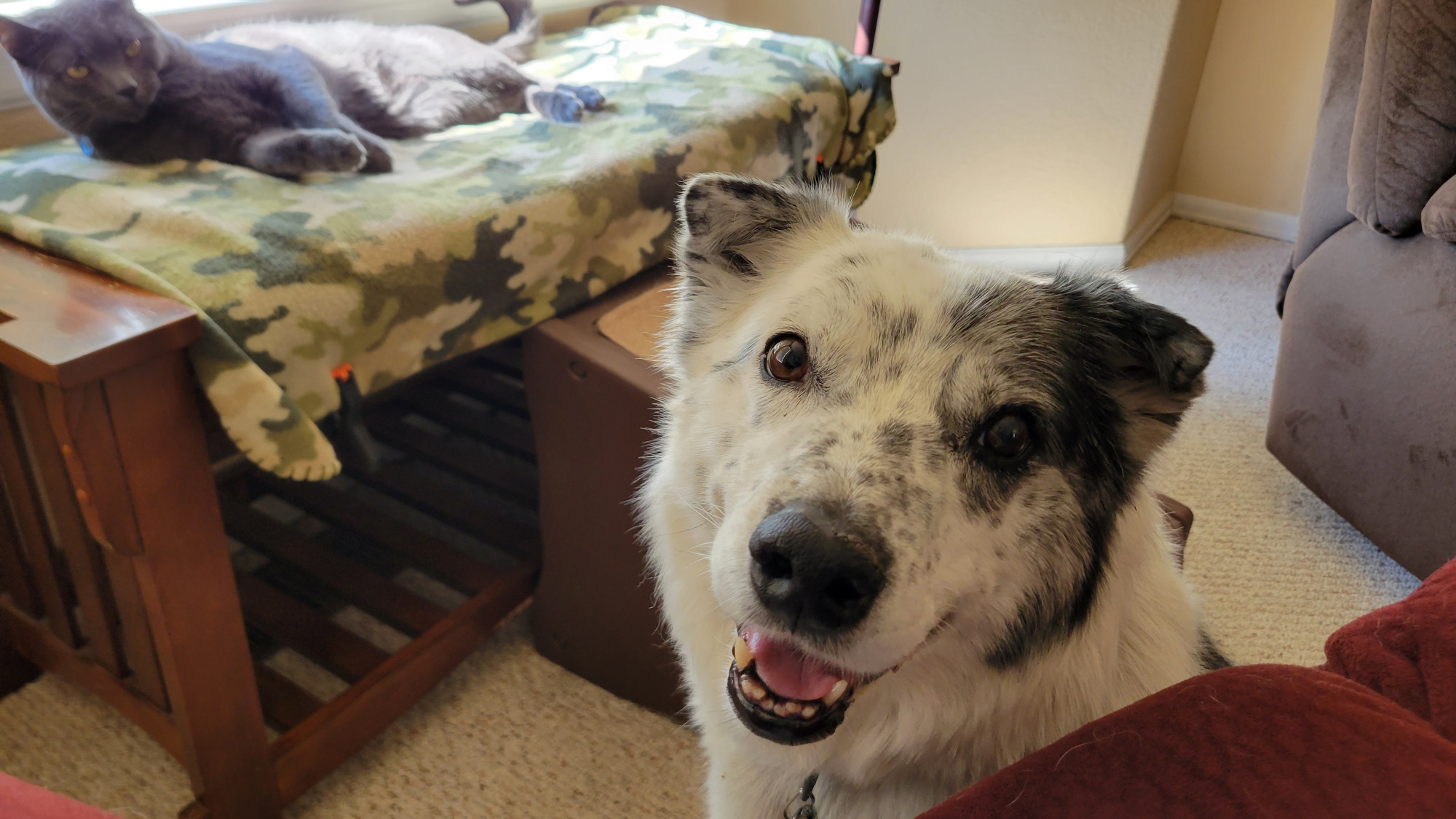A gray cat (Gunnar) with a beautiful smiling black and white dog (Luna)