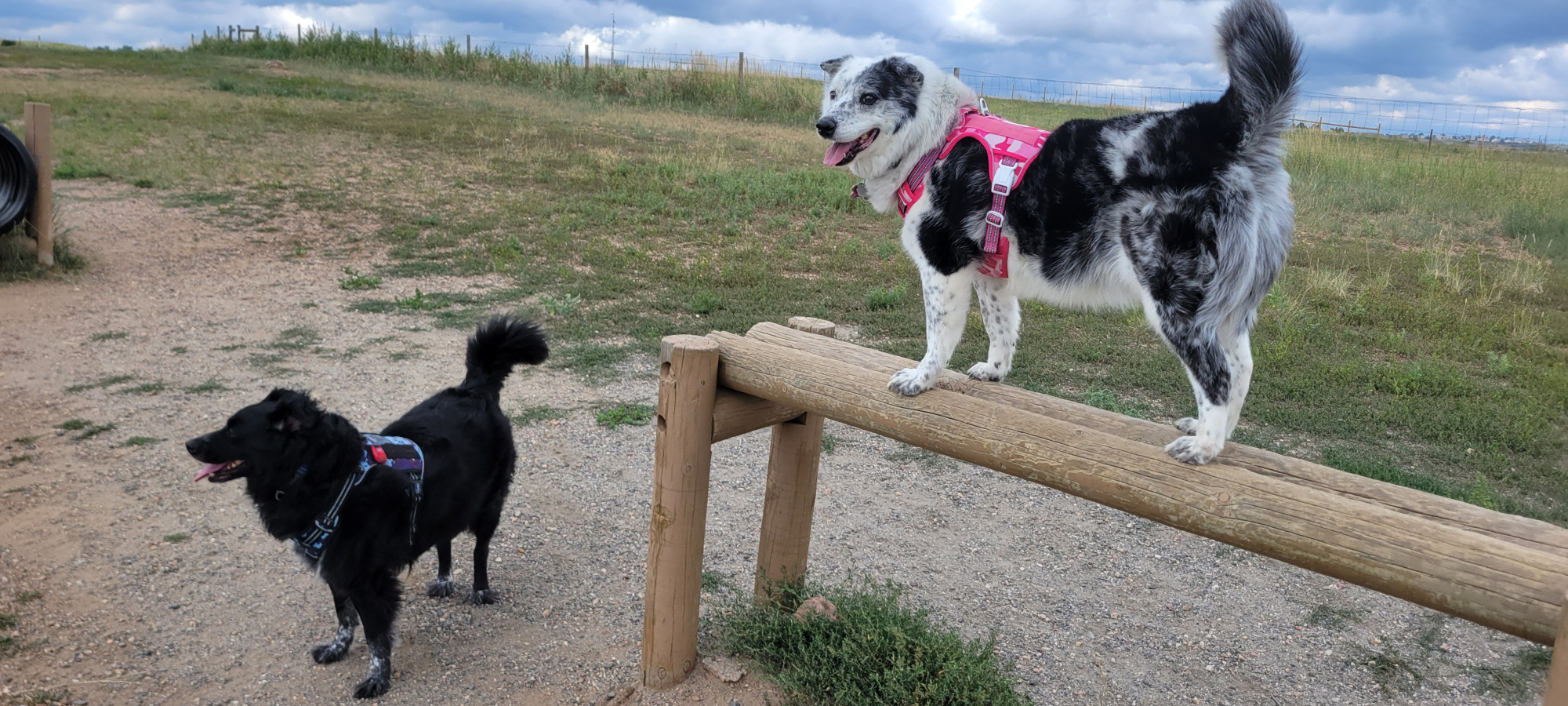 A black dog (Brisco) and a black & white dog (Luna) at the agility course.