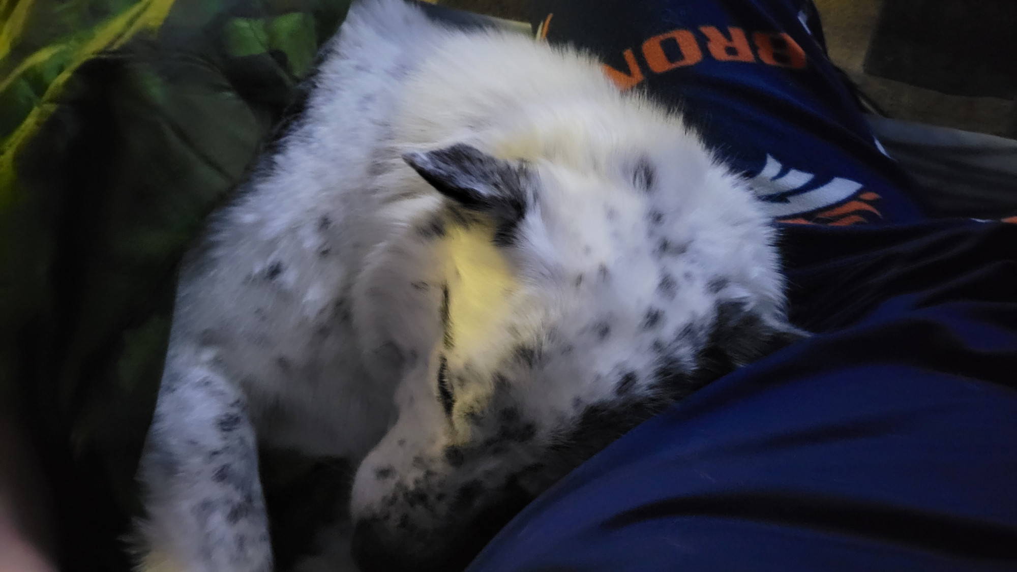 Luna with her woobie curled up next to me.