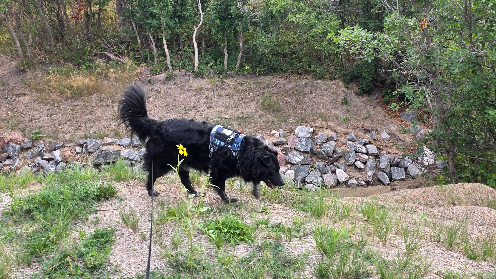A black dog wearing a blue camo harness, which does nothing to break up his silhouette or provide concealment. 
