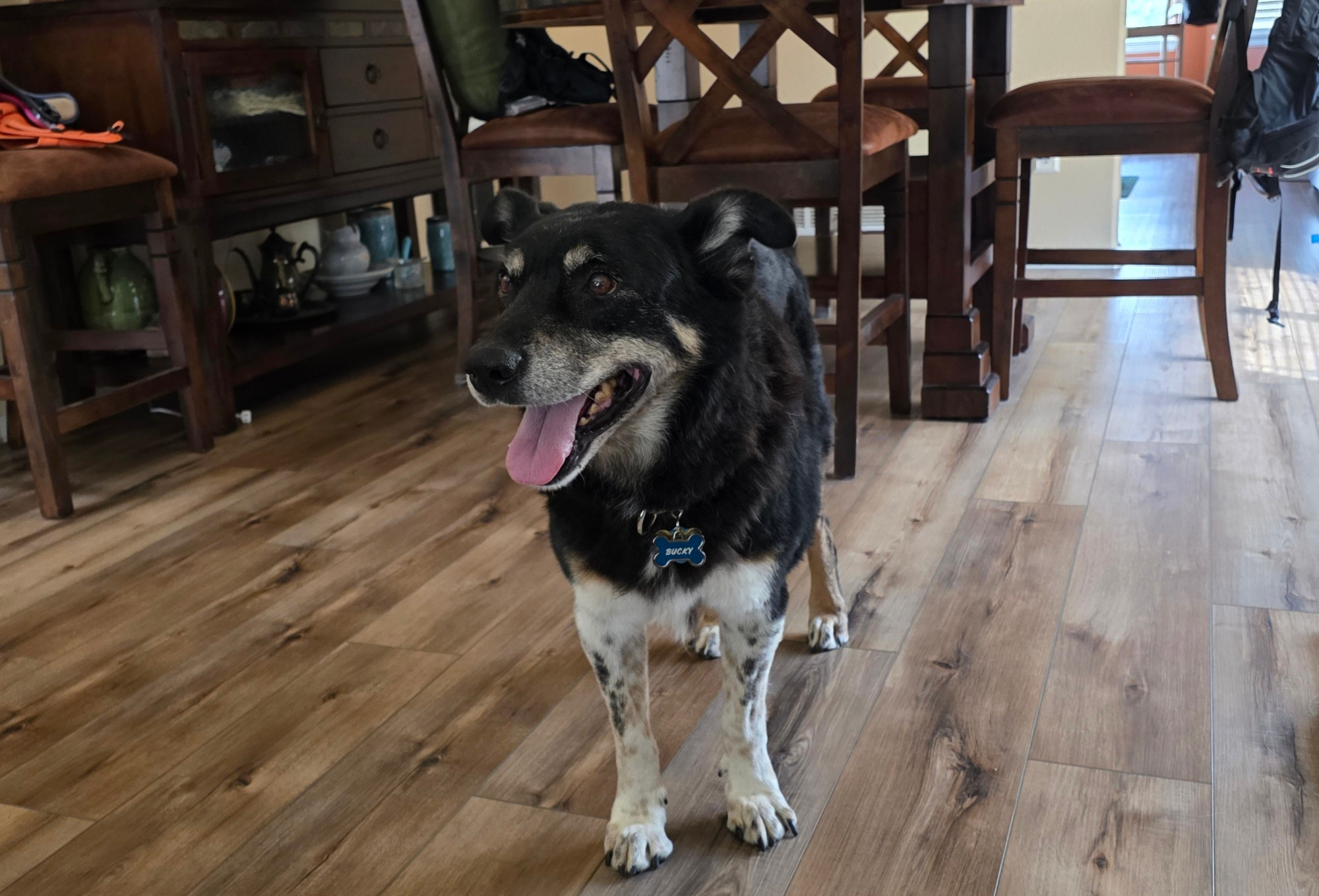 Newly-homed dogs are happy dogs.