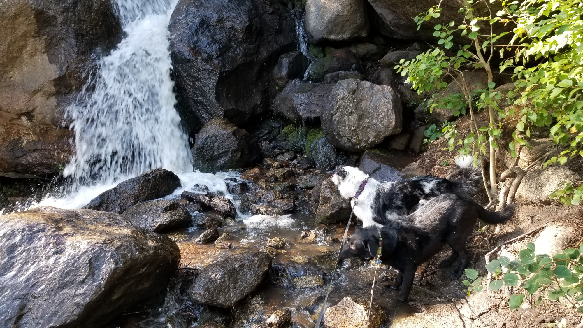 A black & white dog (Luna) and a black dog (Augie) at the foot of a waterfall in Green Mountain Falls, Colorado.