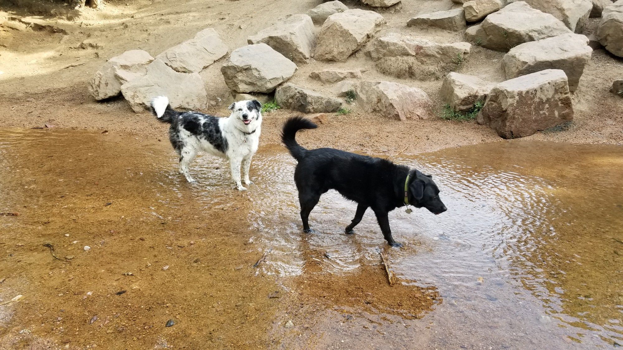 Luna and Augie enjoying wading in the creek.