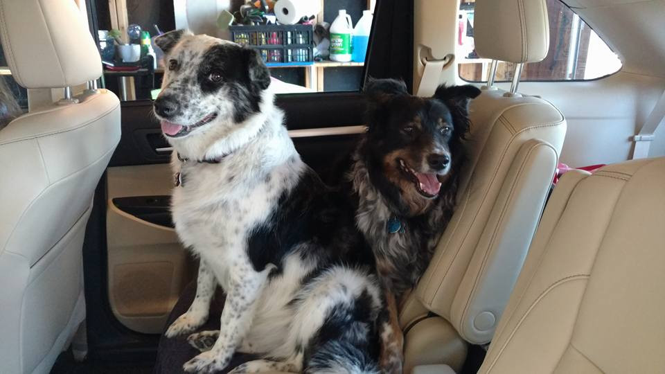 Luna bonding with Hondo a couple of days after we brought her home.