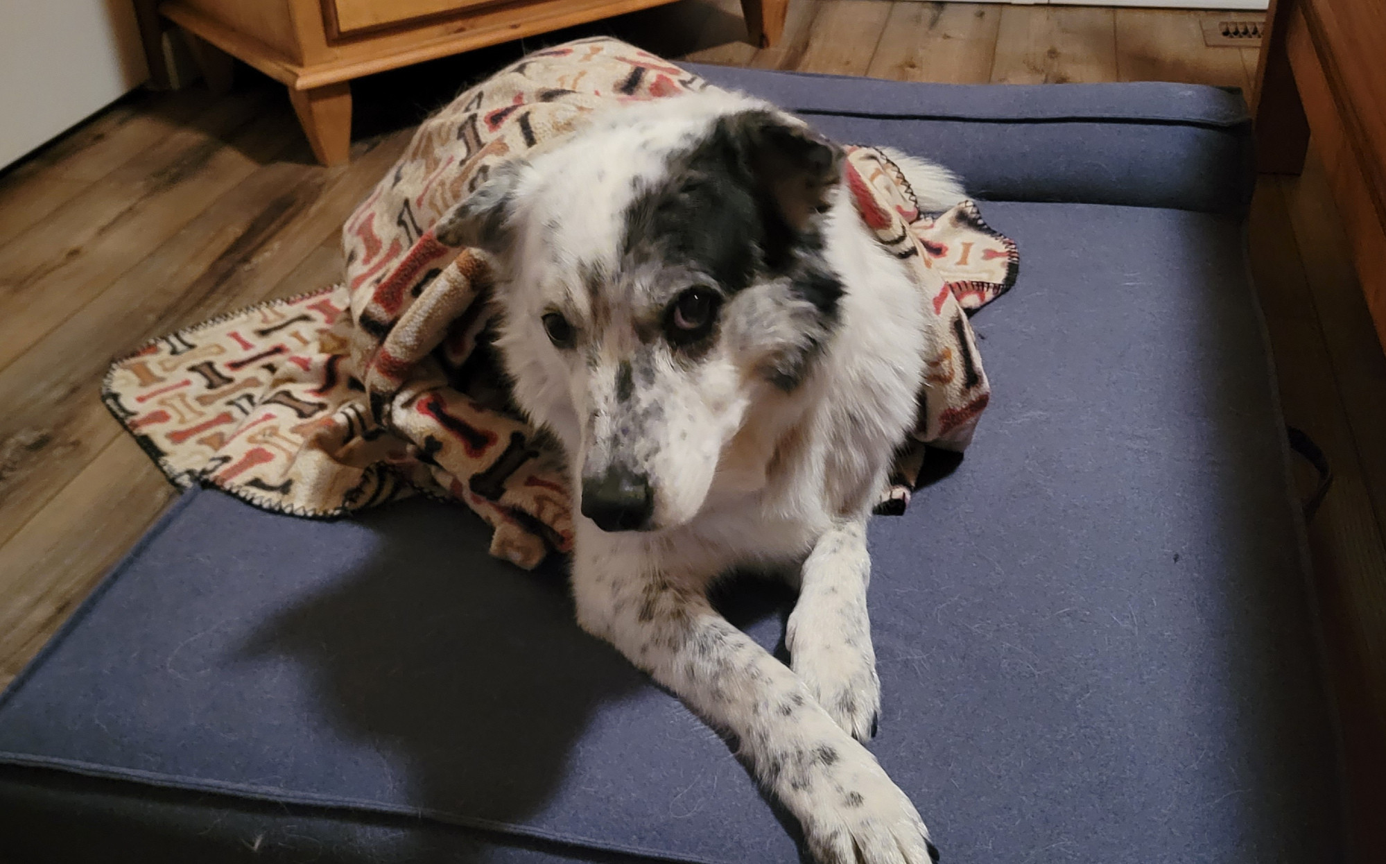 Luna at bedtime being a little sassy