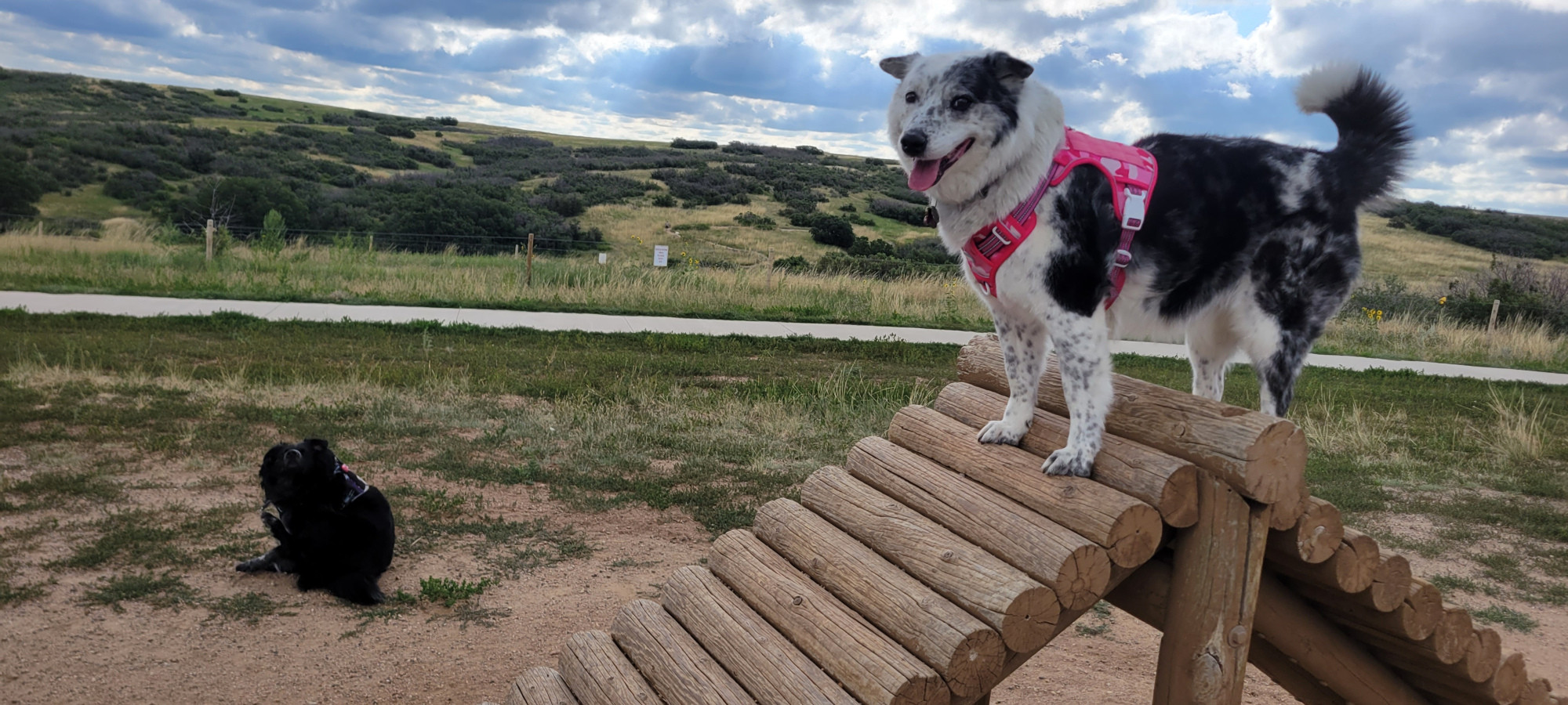 A black dog (Brisco) and a black & white dog (Luna) at the agility course.