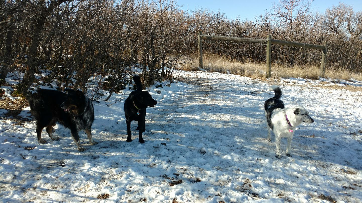 A black Australian Shepherd, a black lab mix, and a black & white heeler/Aussie mix posing in the snow for the greatest album cover ever.