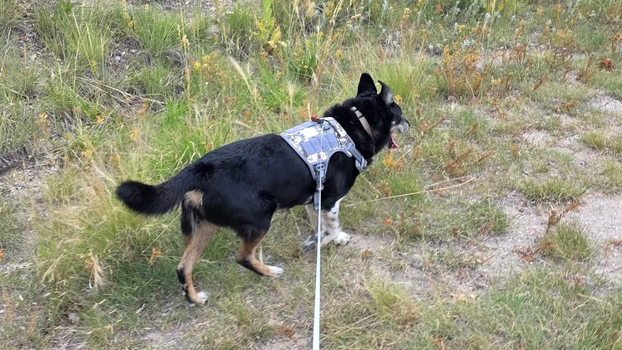 Bucky exploring the trail by the house.