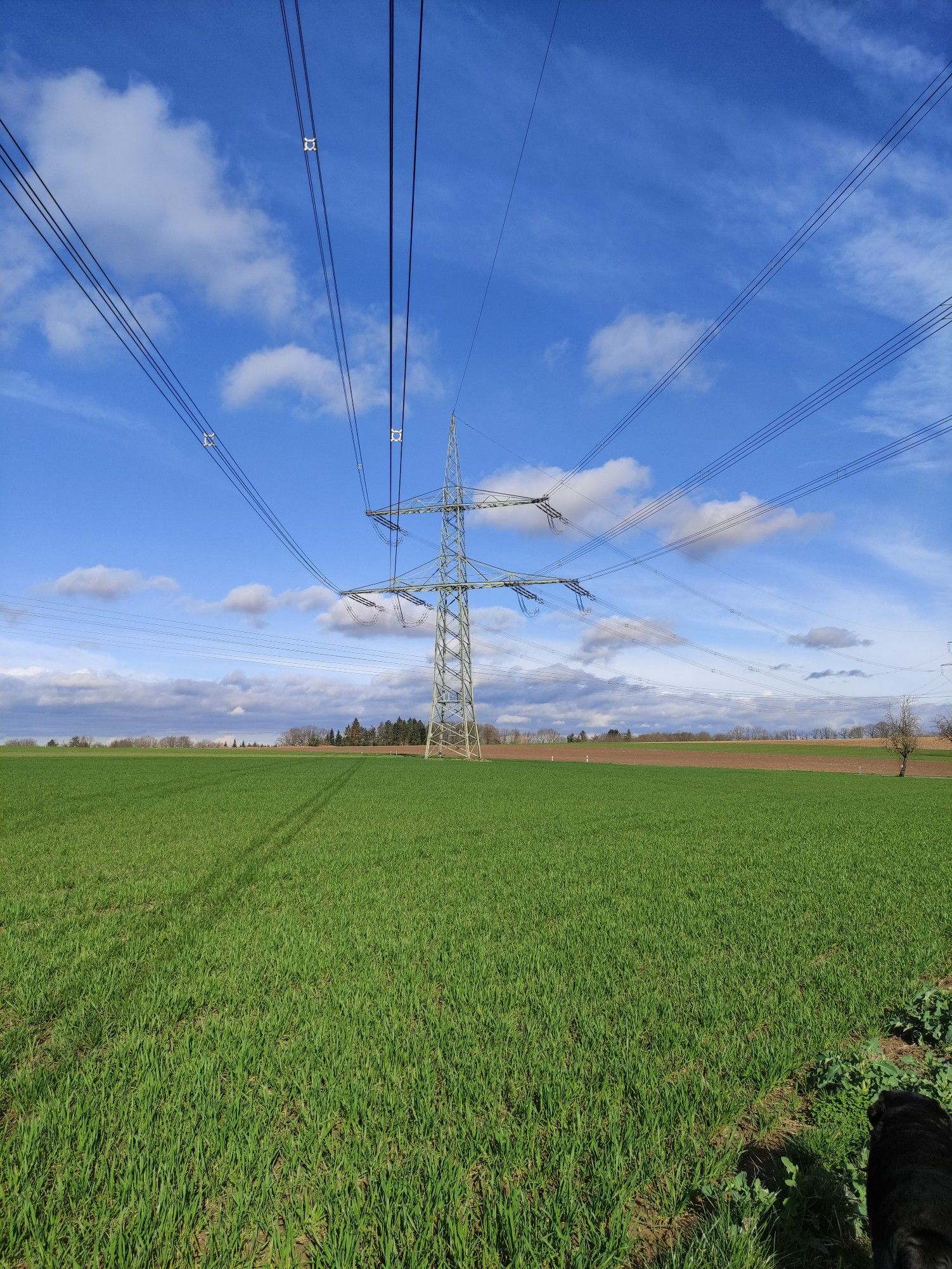 Grün bewachsenes Feld, dahinter mittig ein Strommast, dessen Leitungen direkt über dem Fotograf ins Bild kommen. Weiter Felder und Bäume am Horizont, darüber ein strahlend blauer Himmel mit vereinzelten weißen Wolken. Rechts unten ist ein schwarzer, nicht erkennbarer Fleck. Aus sicherer Quelle weiß ich, dass es sich dabei um einen schwarzen Labrador handelt.