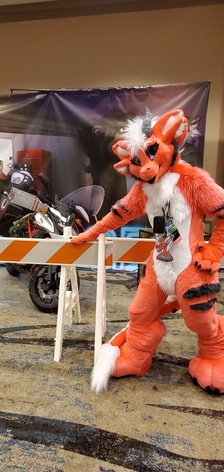 Malvi the fluffy derg at a motorcycle