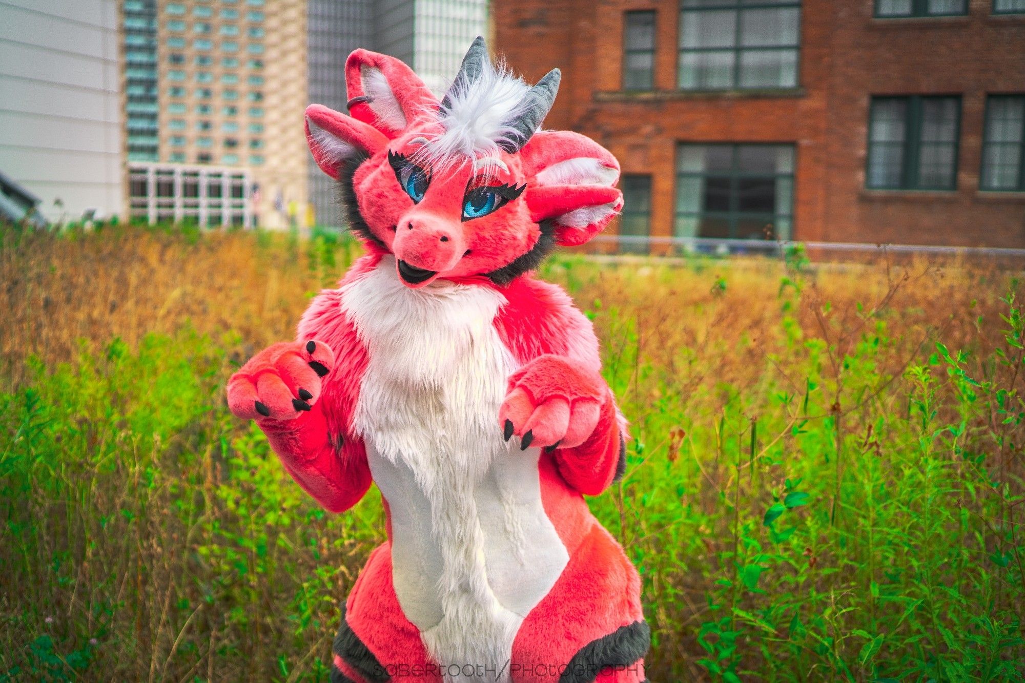 Red dragon Malvi posing on a rooftop garden