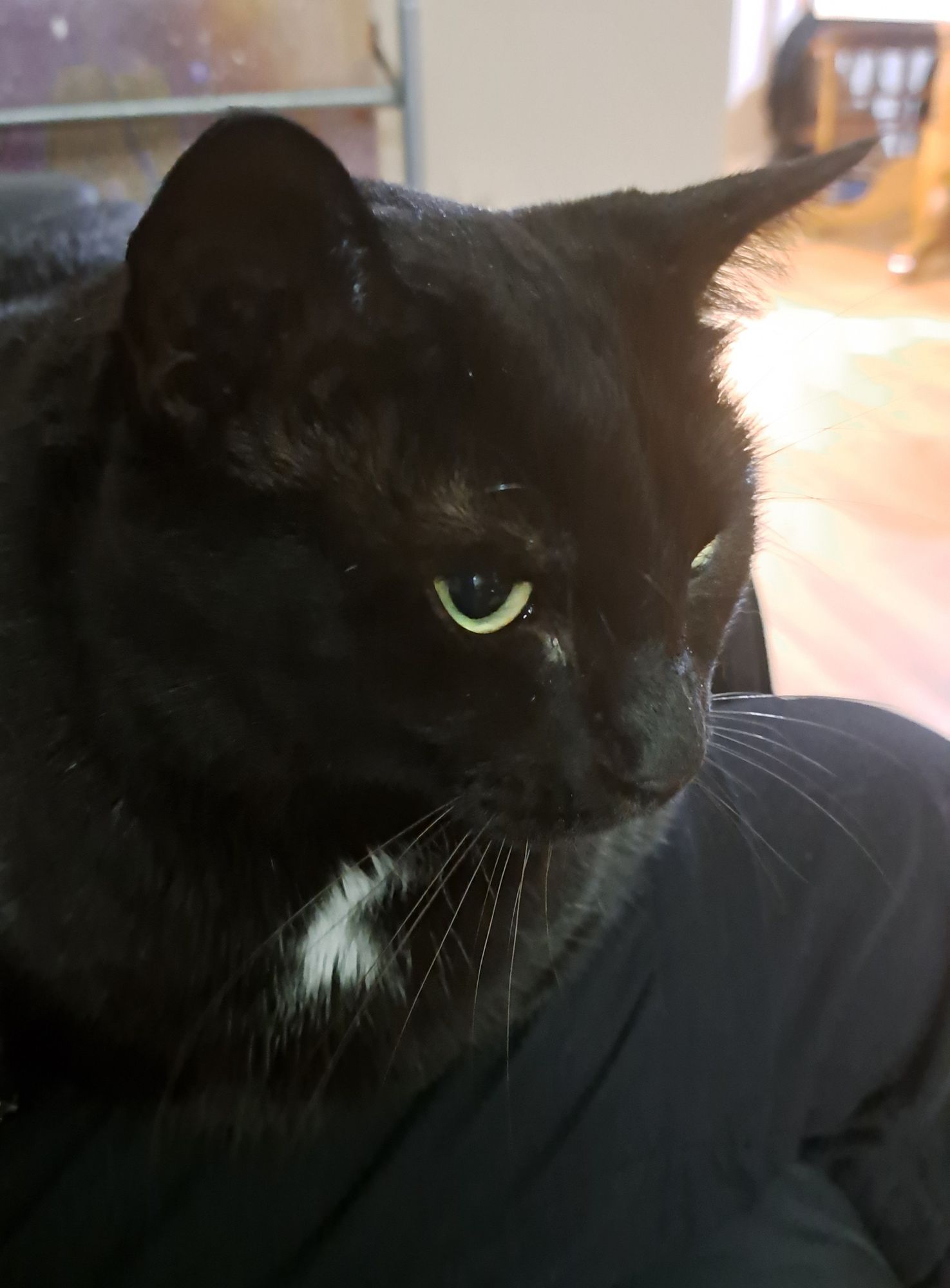 A black cat with one white spot on her chest sitting on a lap, her yellow eyes looking tiredly to the camera.