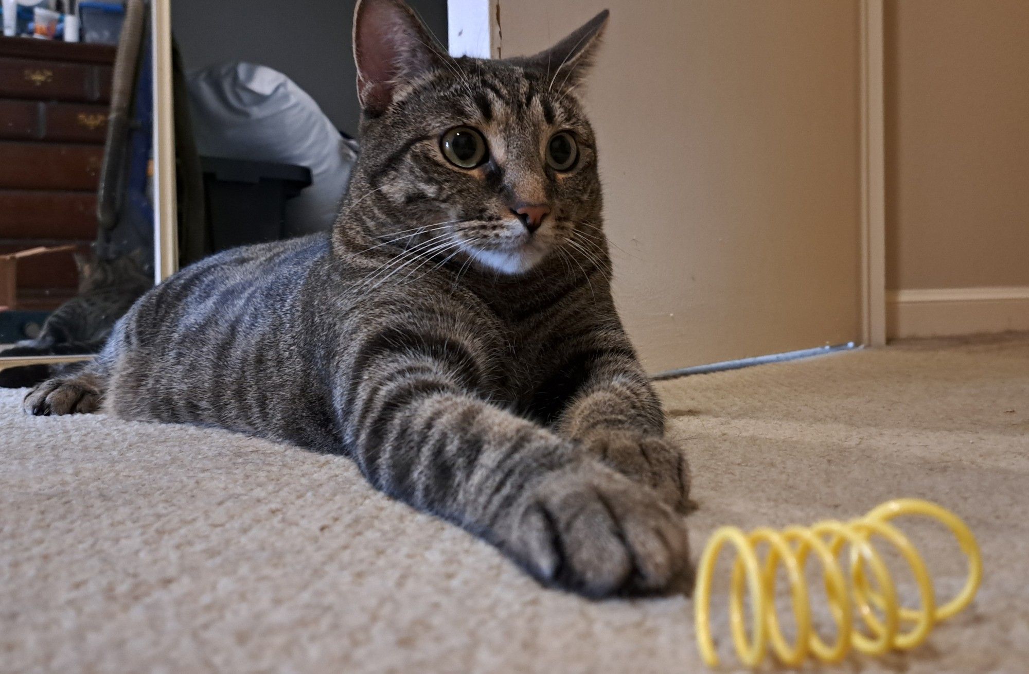 A tabby cat reaching towards a plastic spring while laying down.