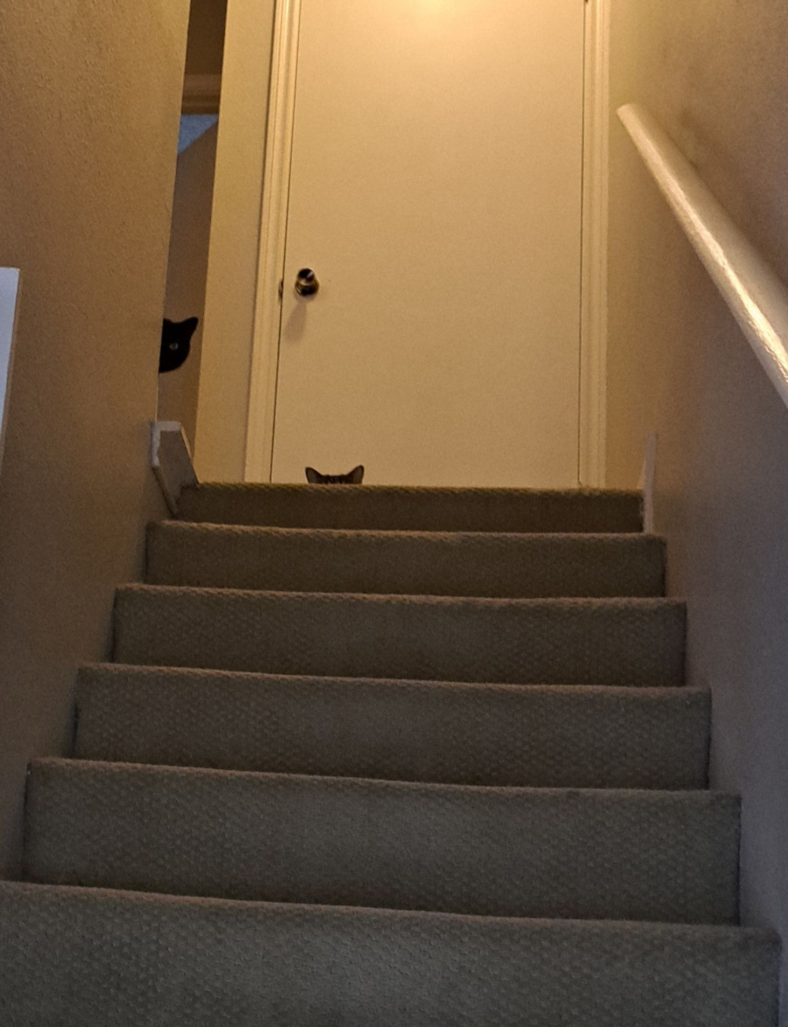 A picture looking up a stairwell. Two cats are partly visible peering down. One can only be seen by its ears peeking over the stairs, and another is looking down from behind a wall with only one eye visible.