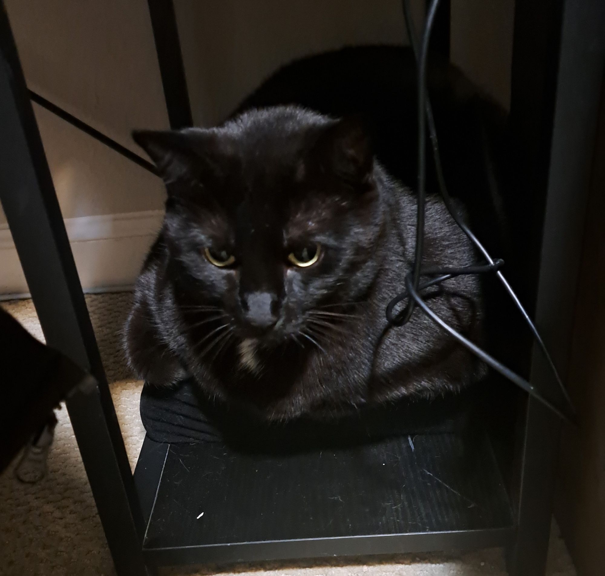 A black cat with a white spot on her chest loafing in a desk's shelf. She fits.