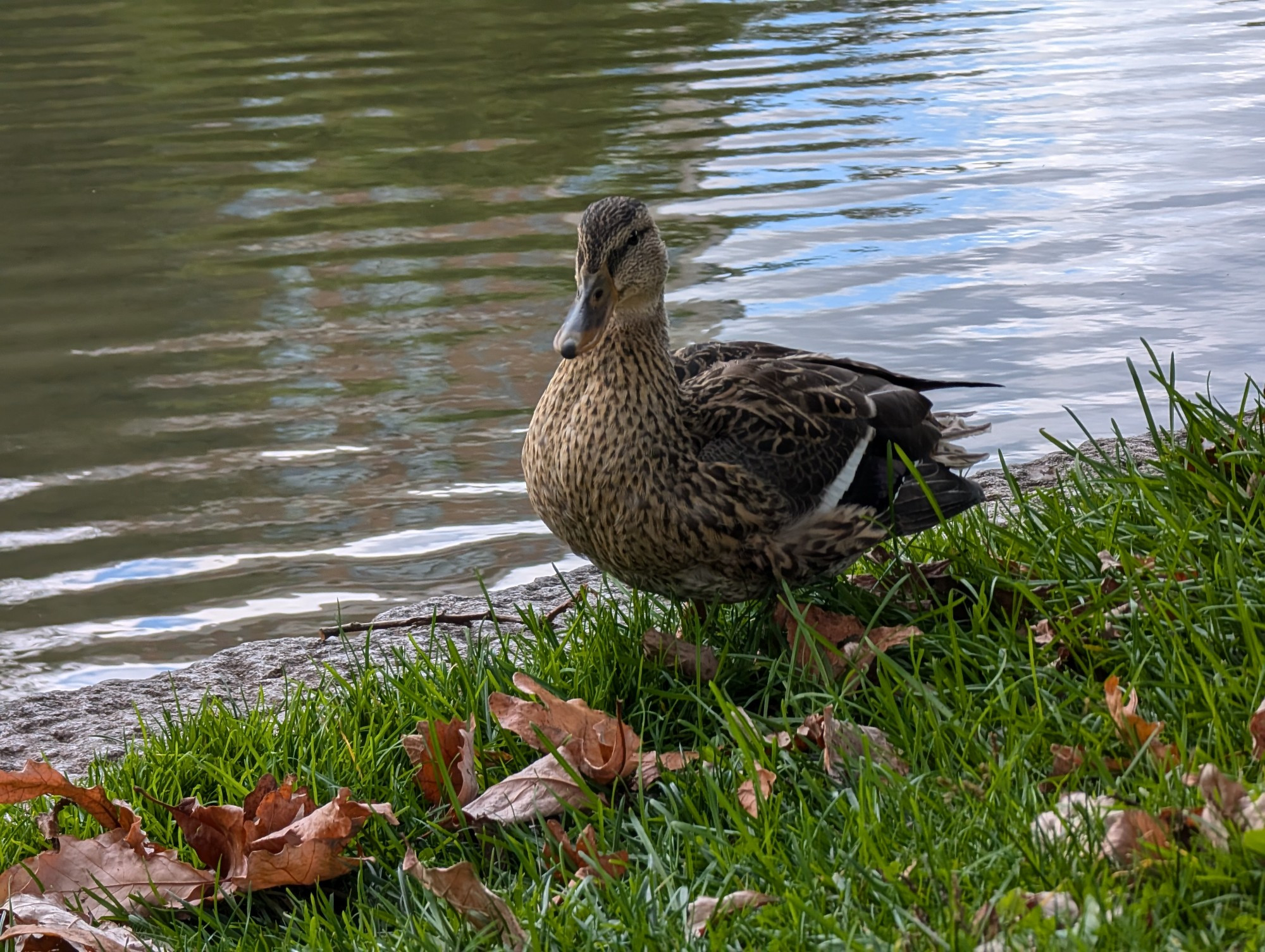 A female mallard duck looking towards the viewer. They are standing at the edge of a manmade lake, with the water behind them.