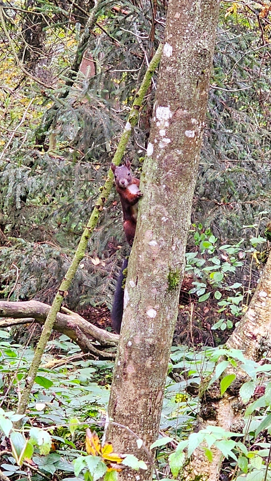 Eichhörnchen an einem Baum, schaut frontal in die Kamera