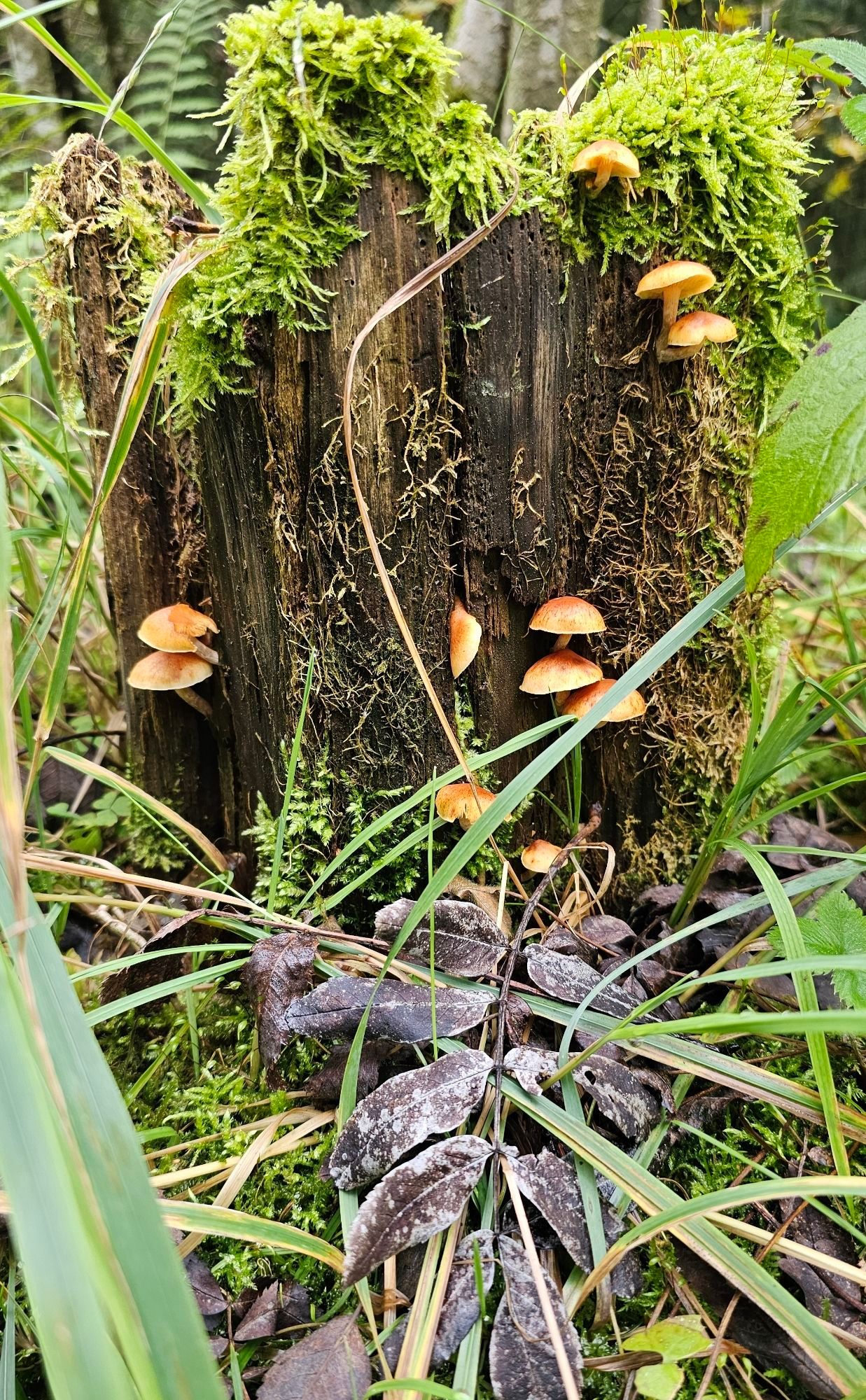 Kleine Pilze mit hellbraunem Hut an einem Baumstumpf welcher umgeben ist von Moos und Gräsern.