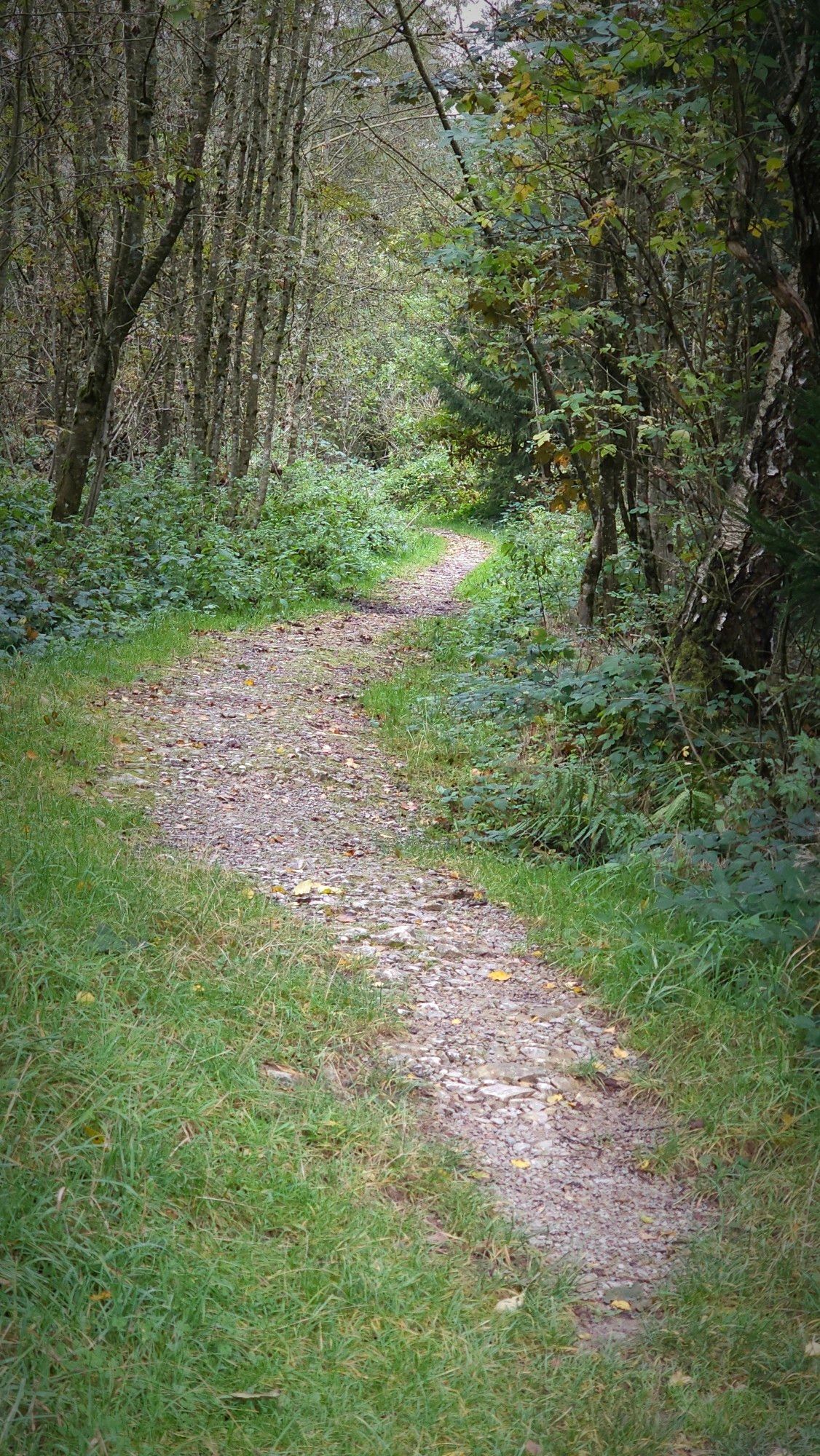 Schmaler, mit einer Kurve versehenen Pfad, der in einen Wald hinein führt.