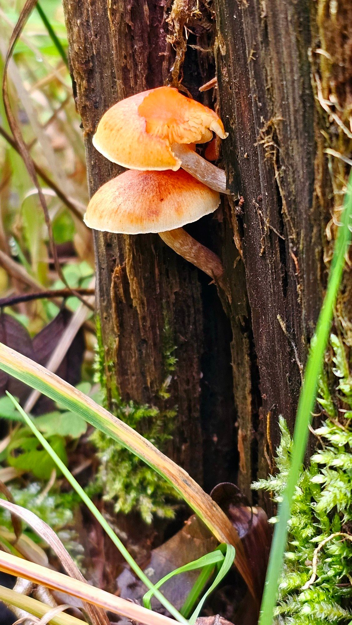 Kleine Pilze mit hellbraunem Hut an einem Baumstumpf welcher umgeben ist von Moos und Gräsern.