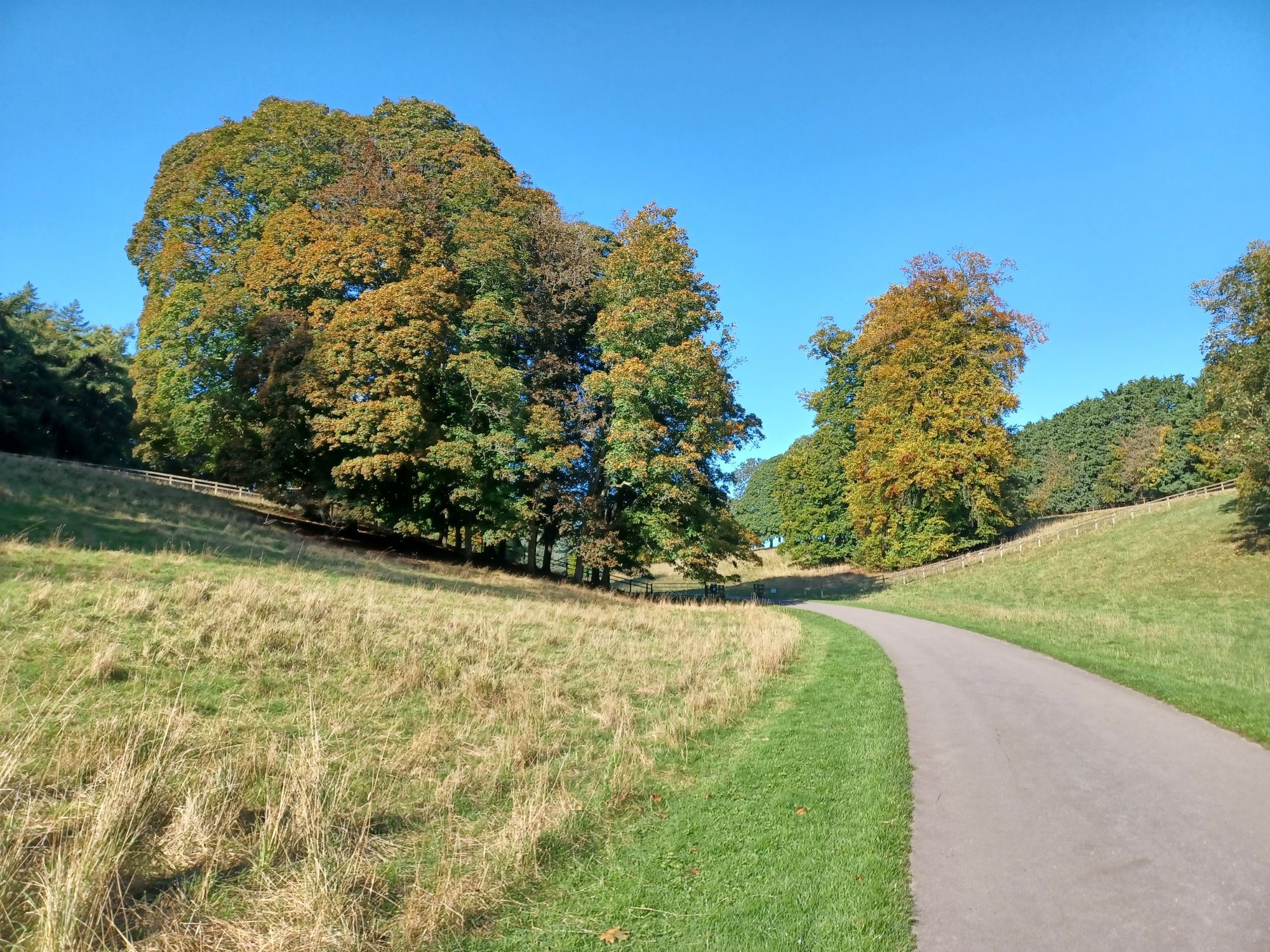 A path through grassy parkland leading to magnificent autumnal trees against a cloudless blue sky