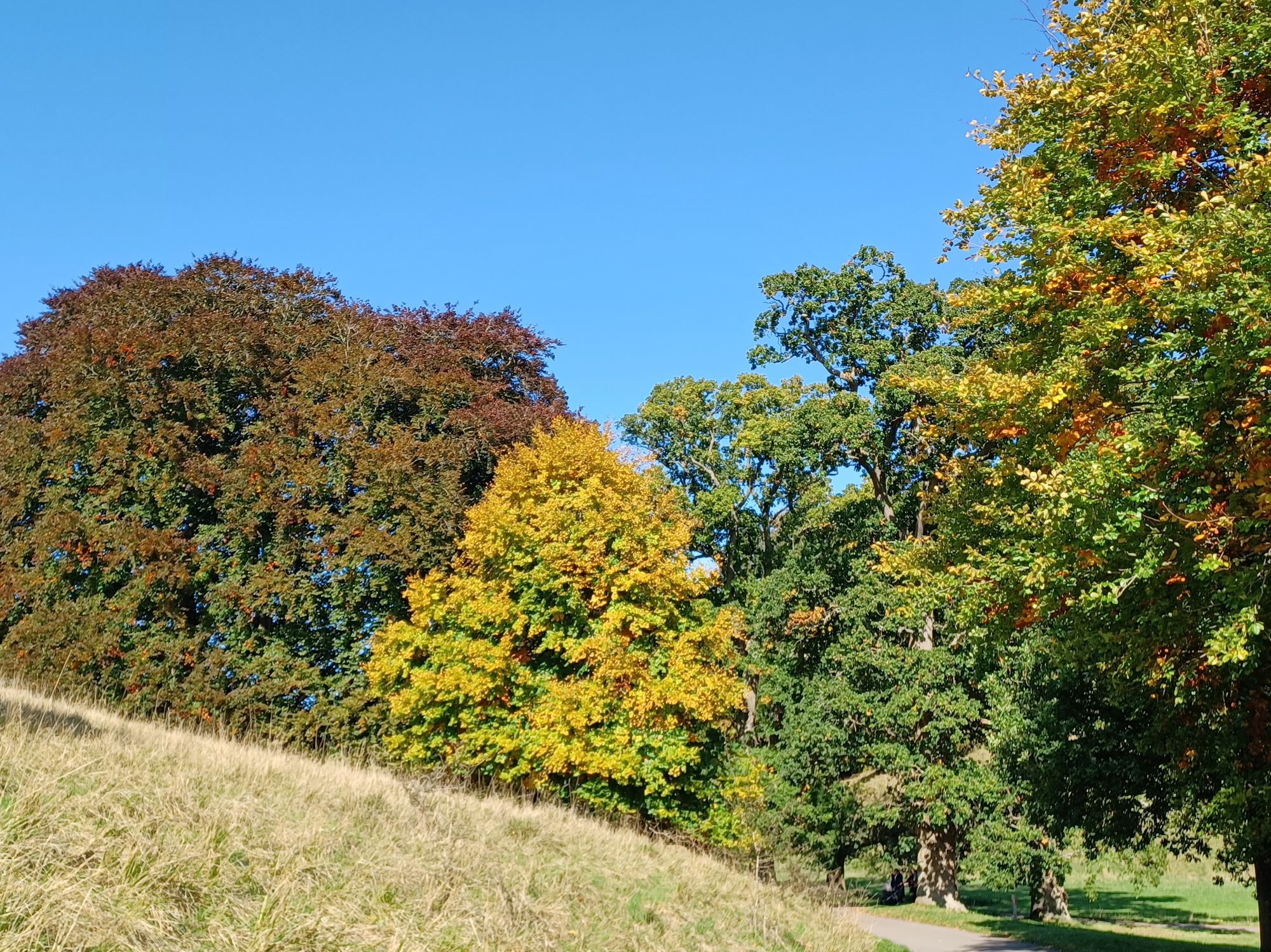 Copper, yellow and green leaves against a cloudless blue sky