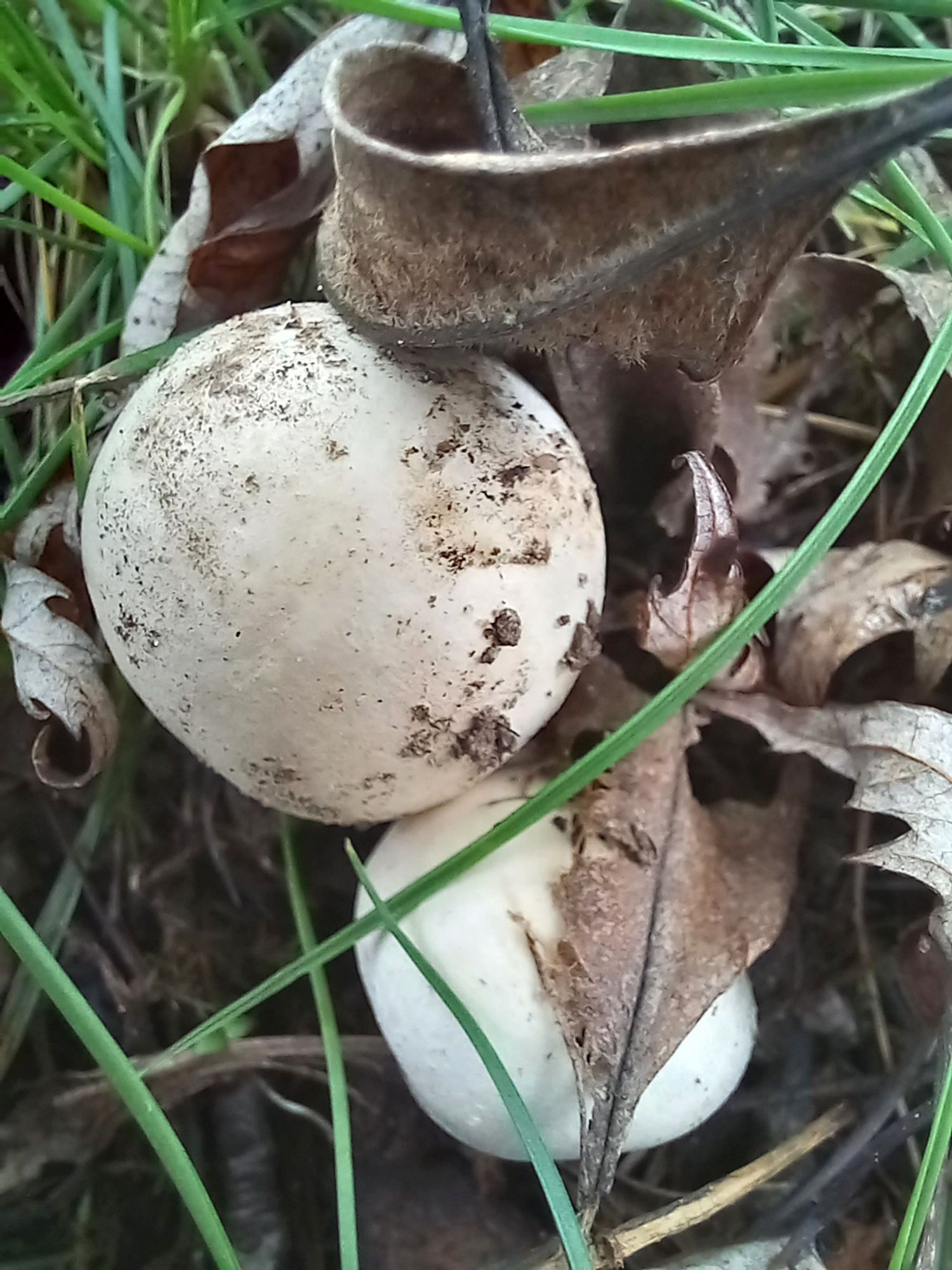 Weisse kugelrunde Pilze im grünen Gras, trockene braune Blätter liegen daneben.