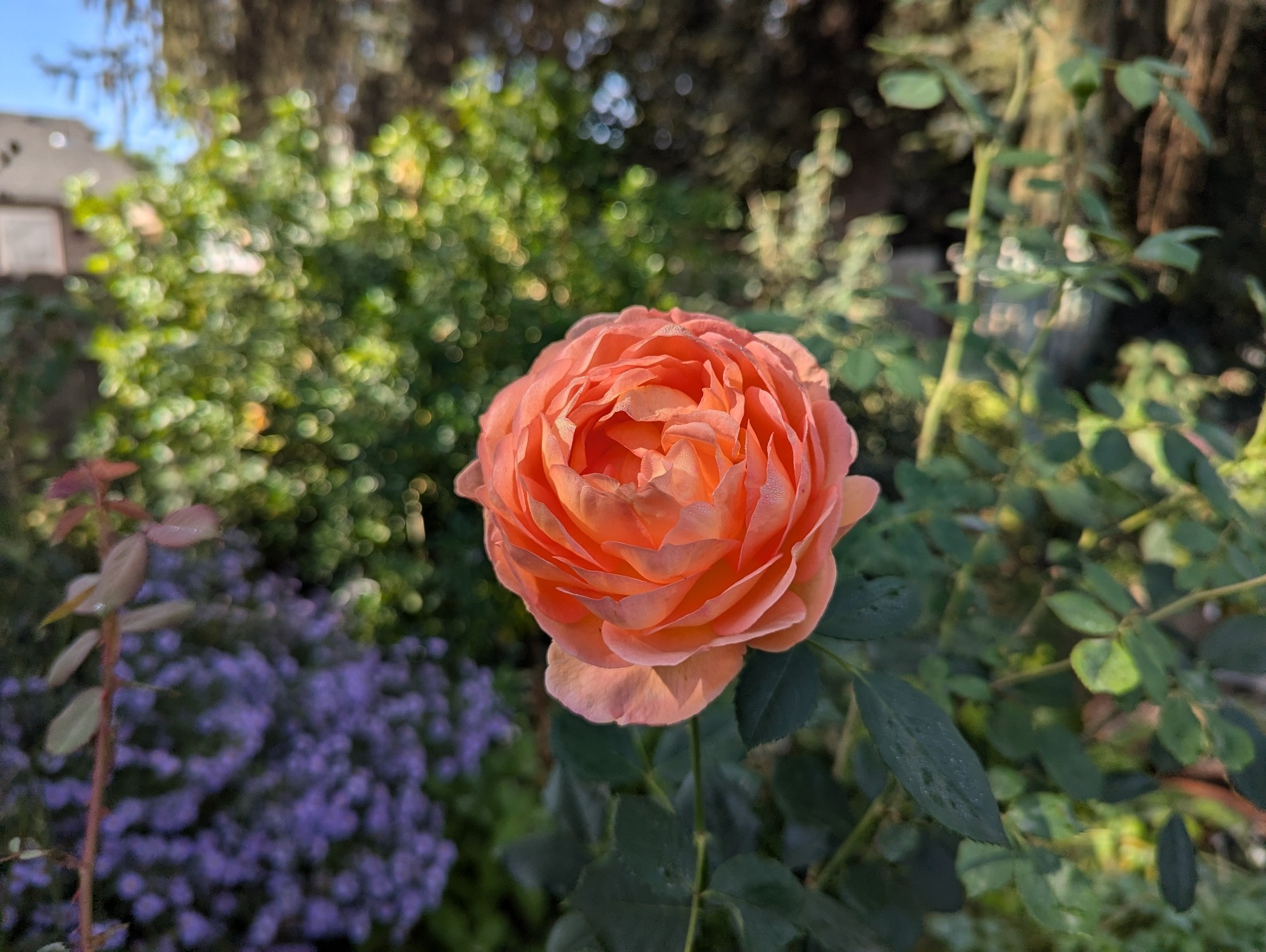 A photo of a rose bloom, lady of shallot, looking very orange against a green and purple background.